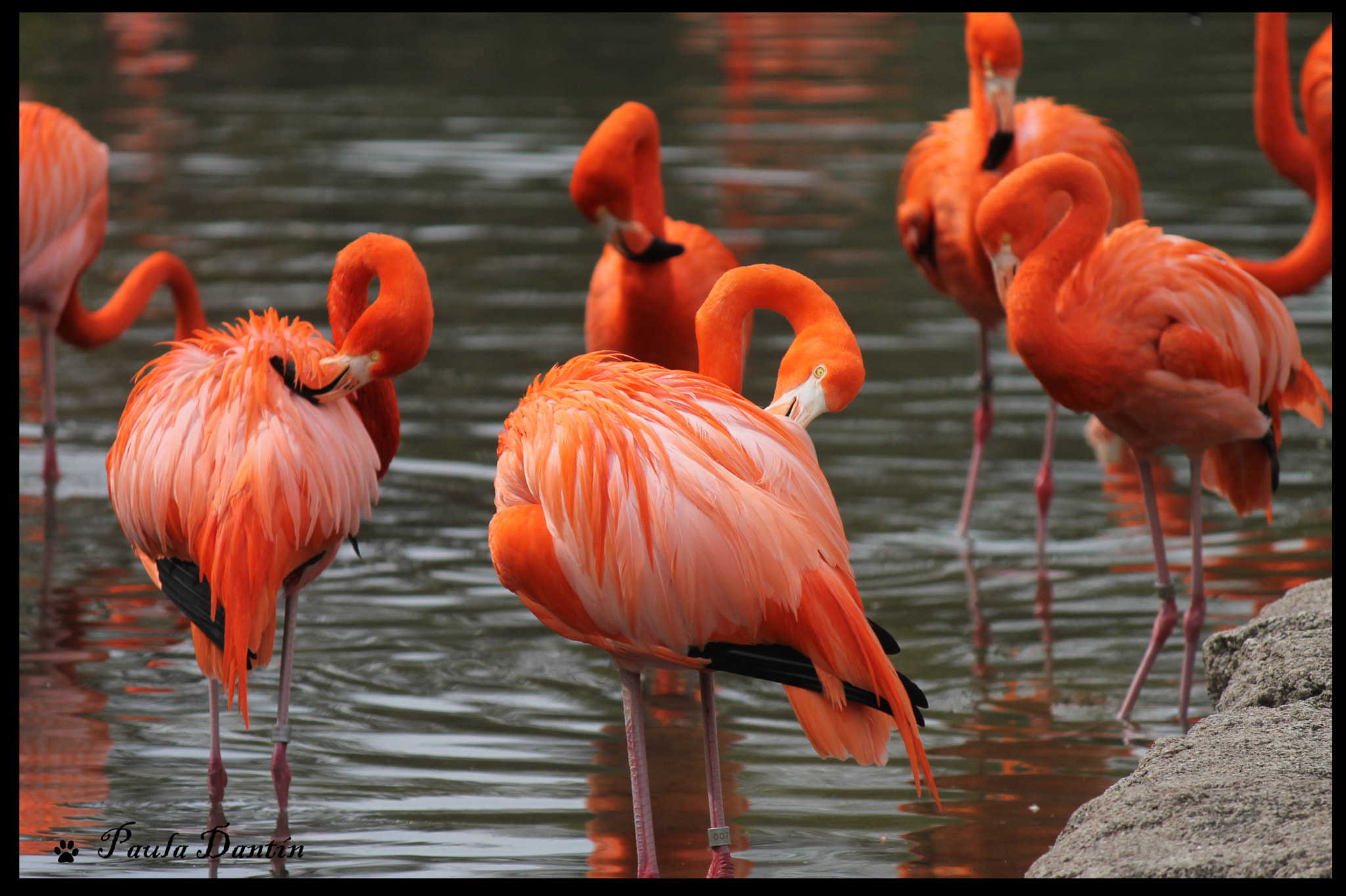 Canon EF-S 55-250mm F4-5.6 IS sample photo. Acicalándose en naranja photography