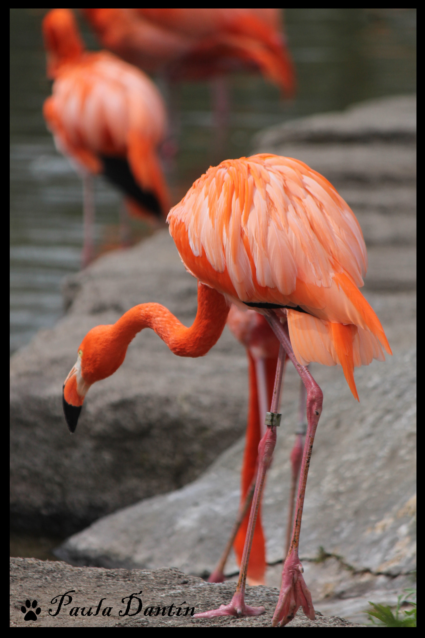 Canon EF-S 55-250mm F4-5.6 IS sample photo. Patas largas photography