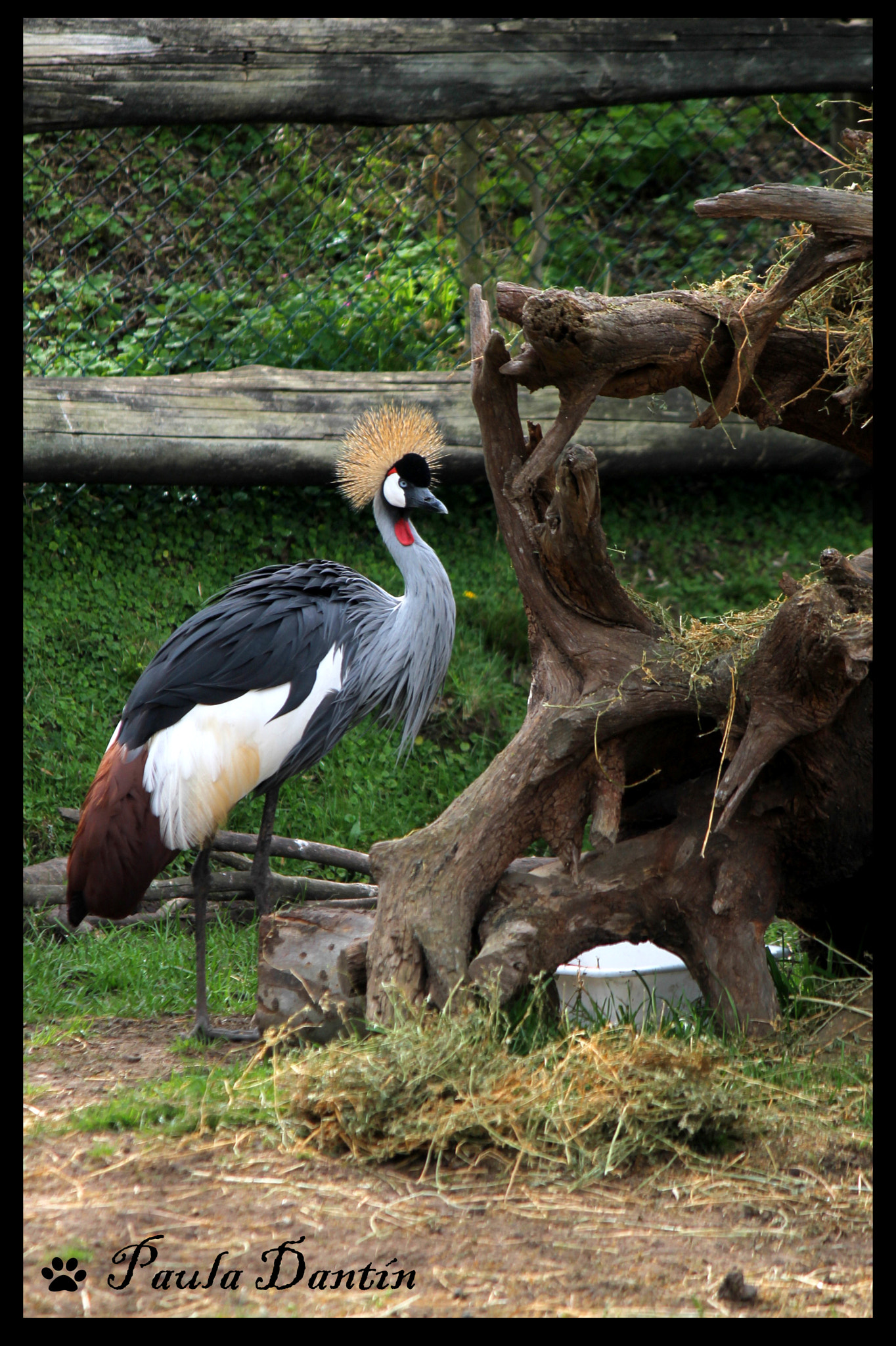 Canon EF-S 55-250mm F4-5.6 IS sample photo. Esos peinados raros photography