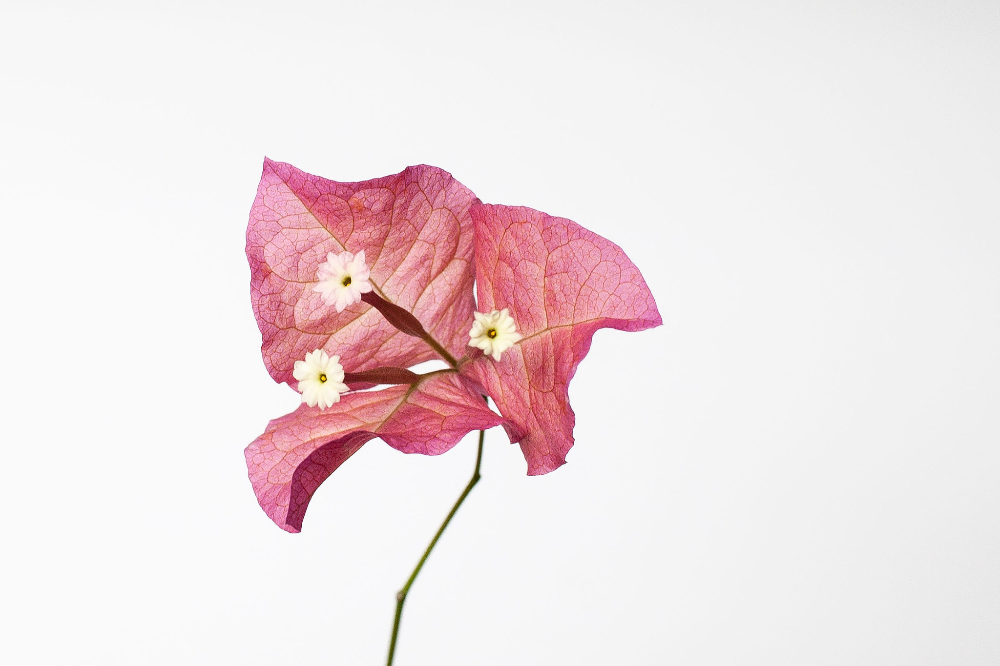 Canon EOS-1D Mark III sample photo. Bougainvillea photography