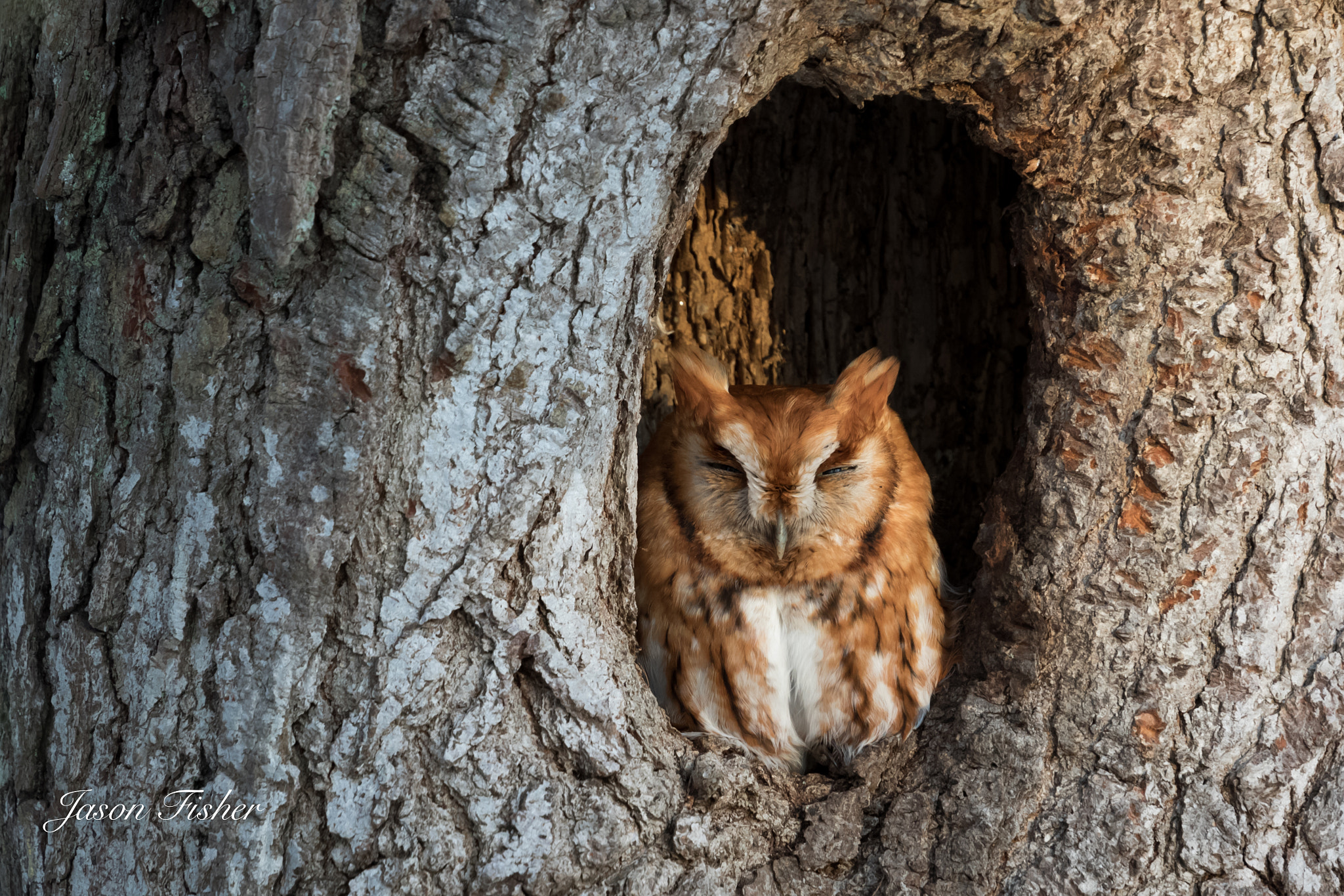 Canon EF 70-200mm F4L IS USM sample photo. Eastern screech photography