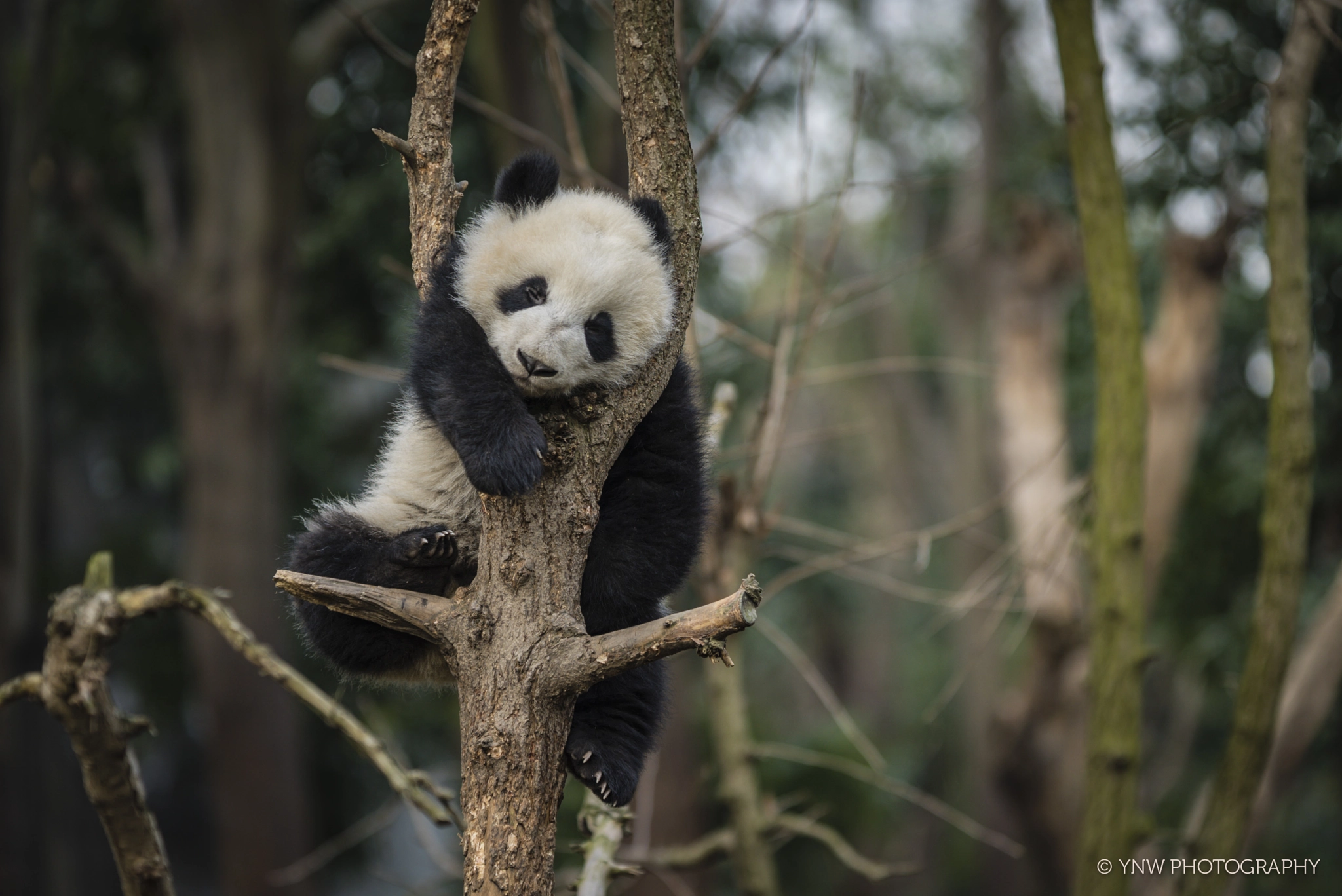 Sony 70-200mm F2.8 G SSM II sample photo. Panda on tree photography
