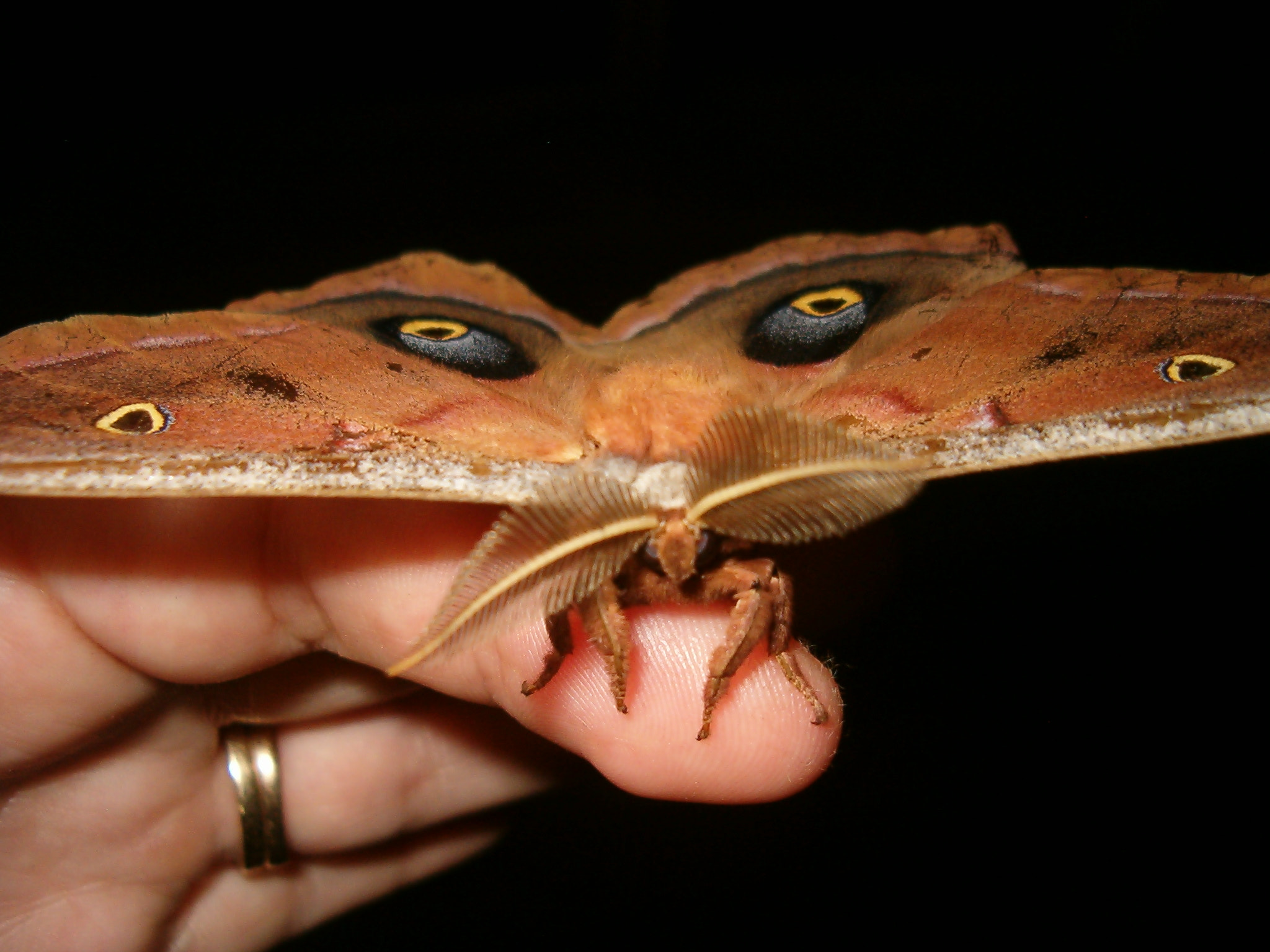 HP PHOTOSMART 735 sample photo. Polyphemus moth photography