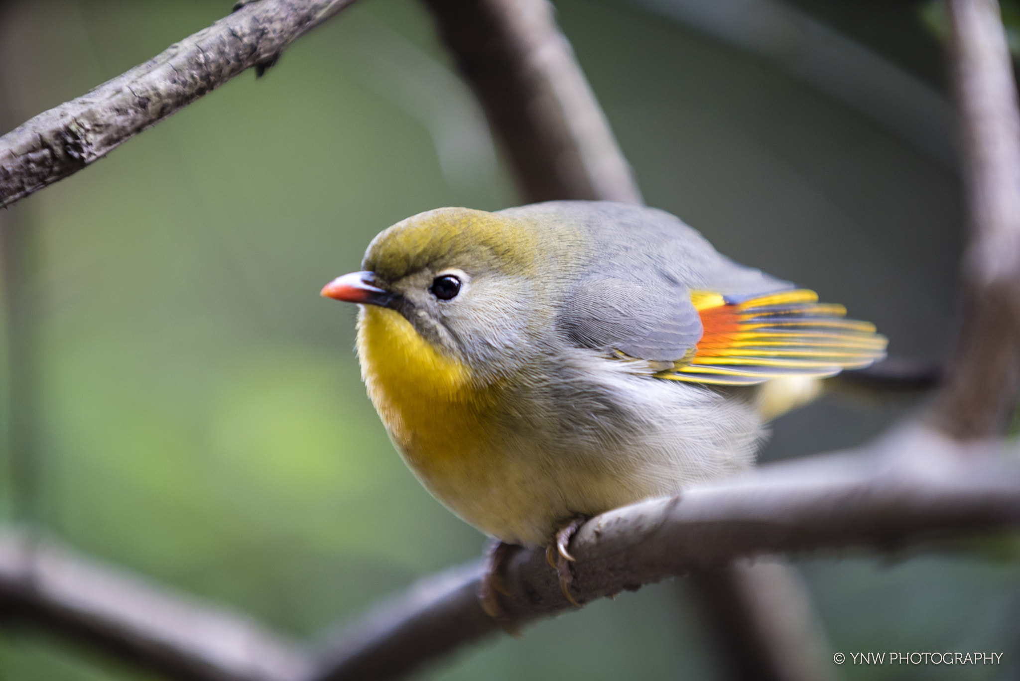 Sony 70-200mm F2.8 G SSM II sample photo. Daring little bird photography