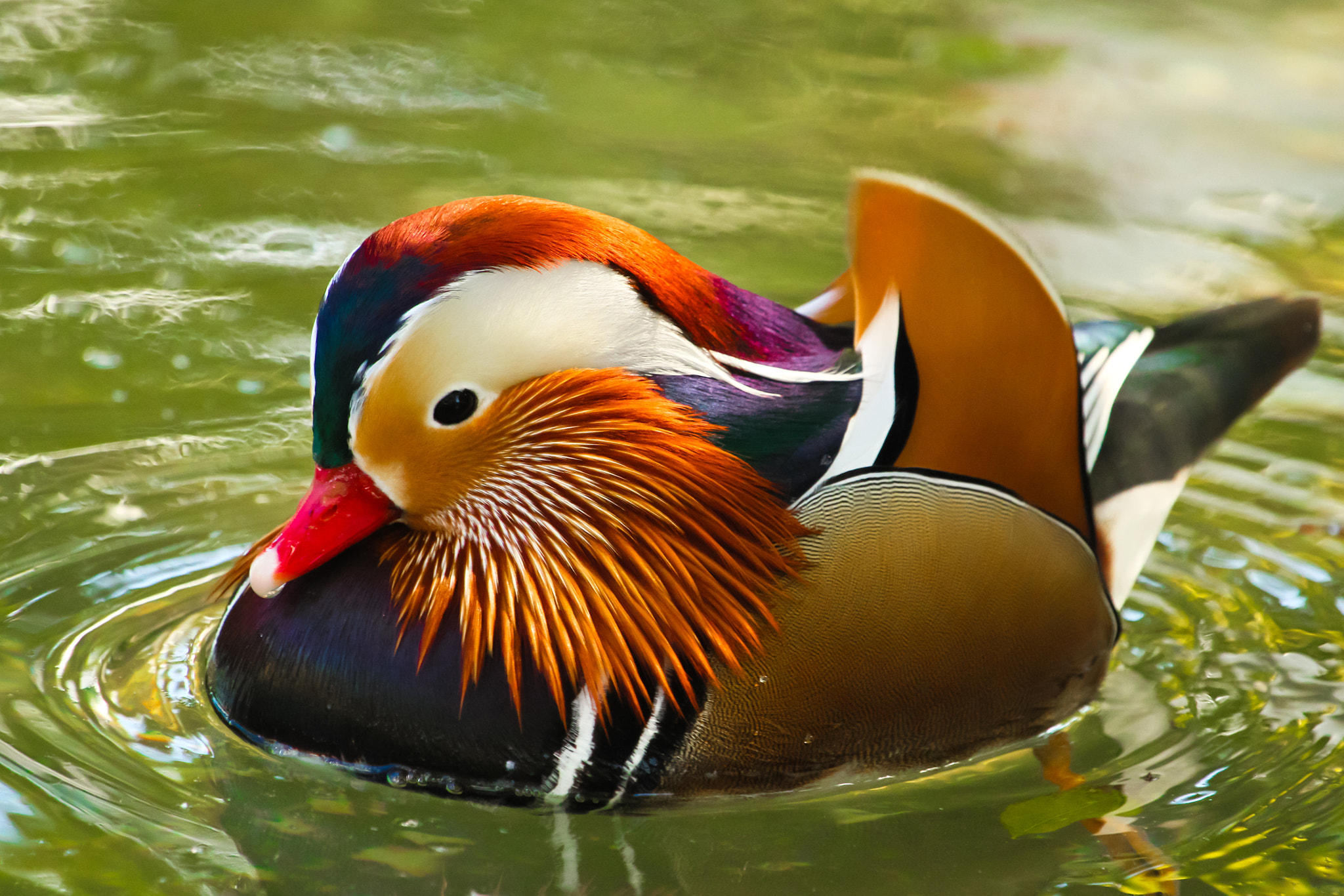 Mandarin Duck