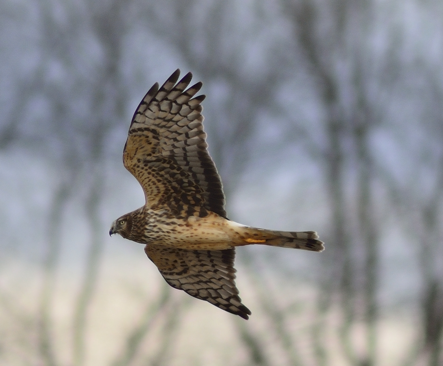 AF Nikkor 300mm f/4 IF-ED sample photo. In flight photography