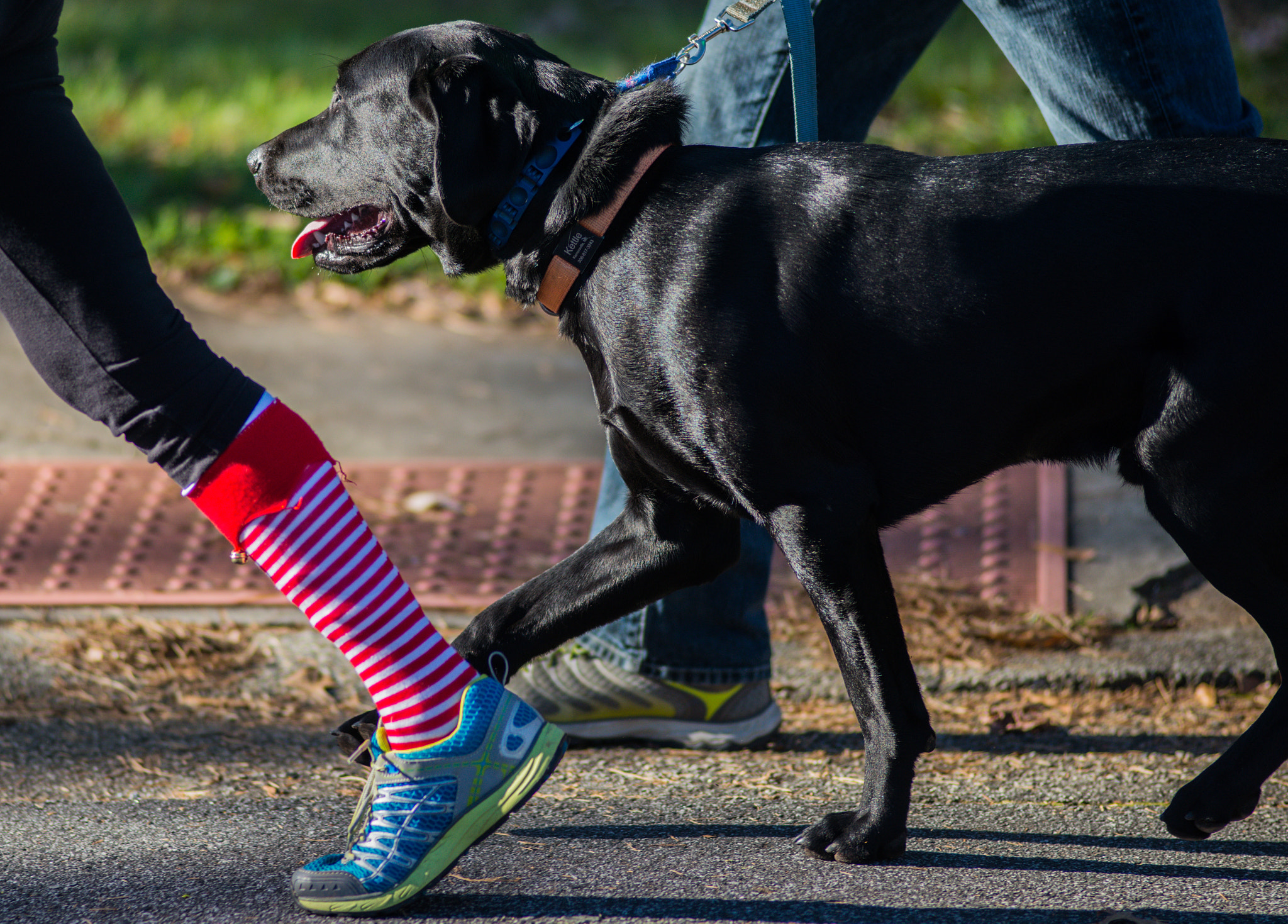 Nikon D610 + AF Nikkor 180mm f/2.8 IF-ED sample photo. Fall 5k's and holiday struts photography