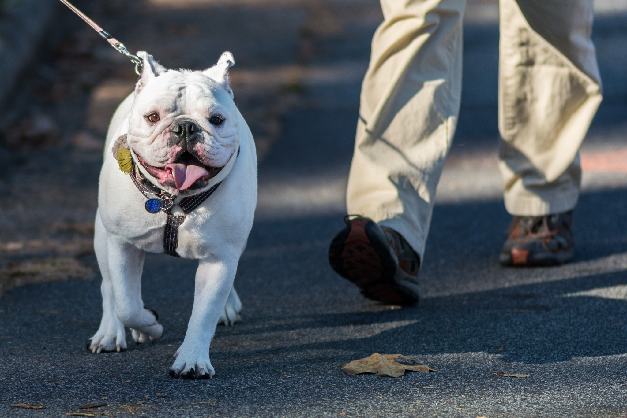 Nikon D610 + AF Nikkor 180mm f/2.8 IF-ED sample photo. Fall 5k's and holiday struts photography