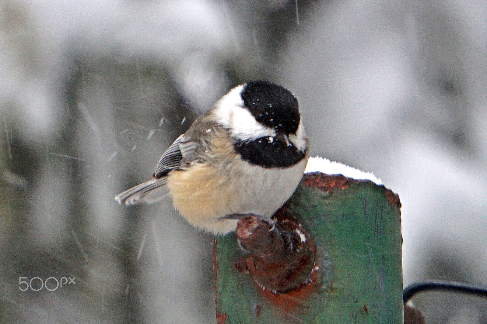 Sony E 55-210mm F4.5-6.3 OSS sample photo. Weathering the storm i photography