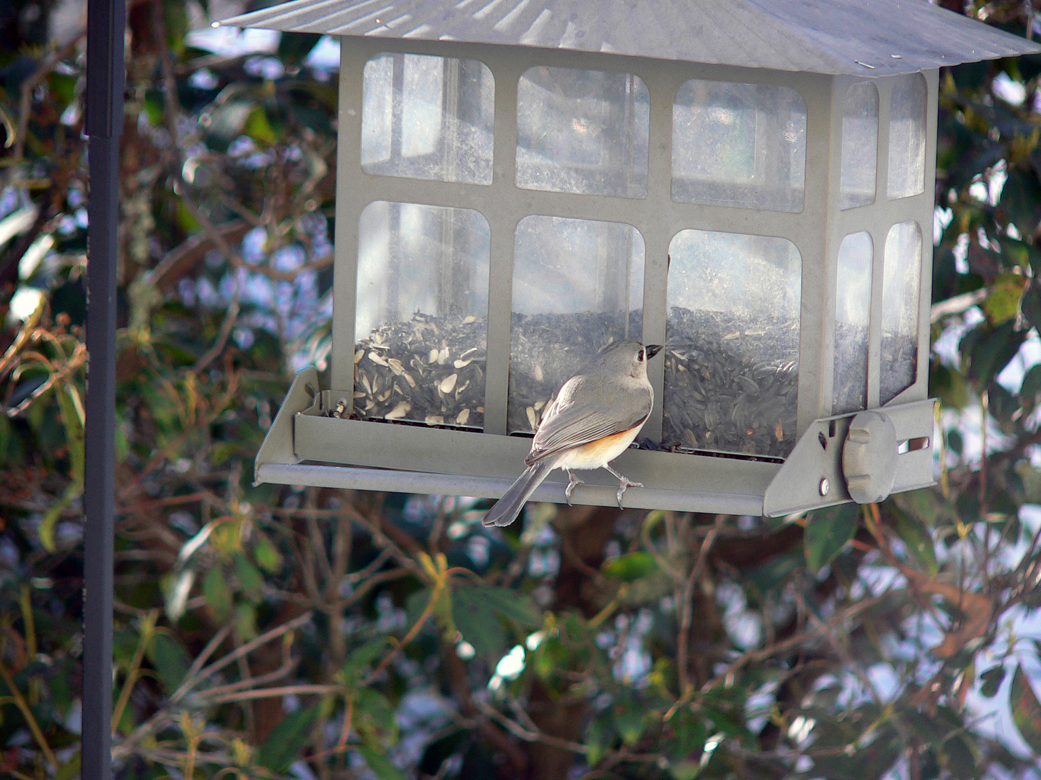 Panasonic DMC-FZ15 sample photo. Tufted titmouse on bird feeder photography