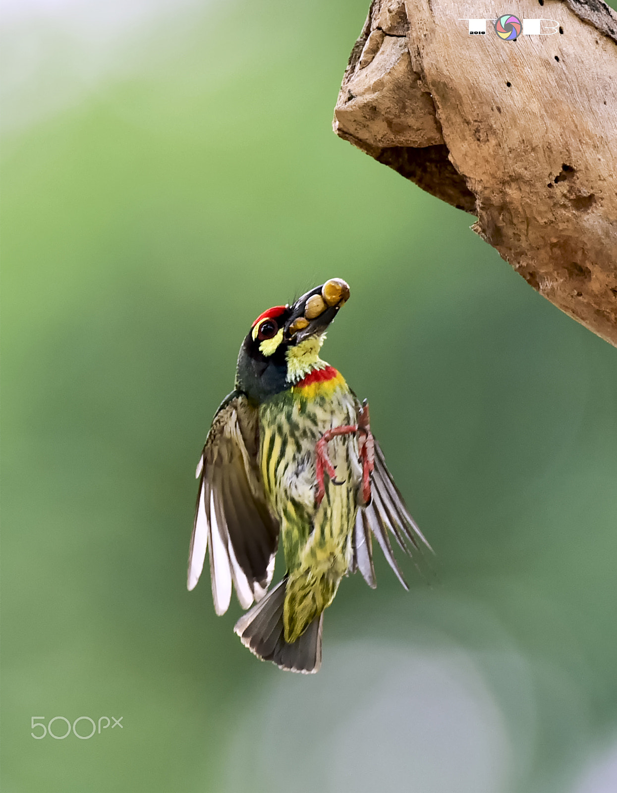 Nikon AF-S Nikkor 600mm F4D ED-IF II sample photo. Coppersmith barbet photography