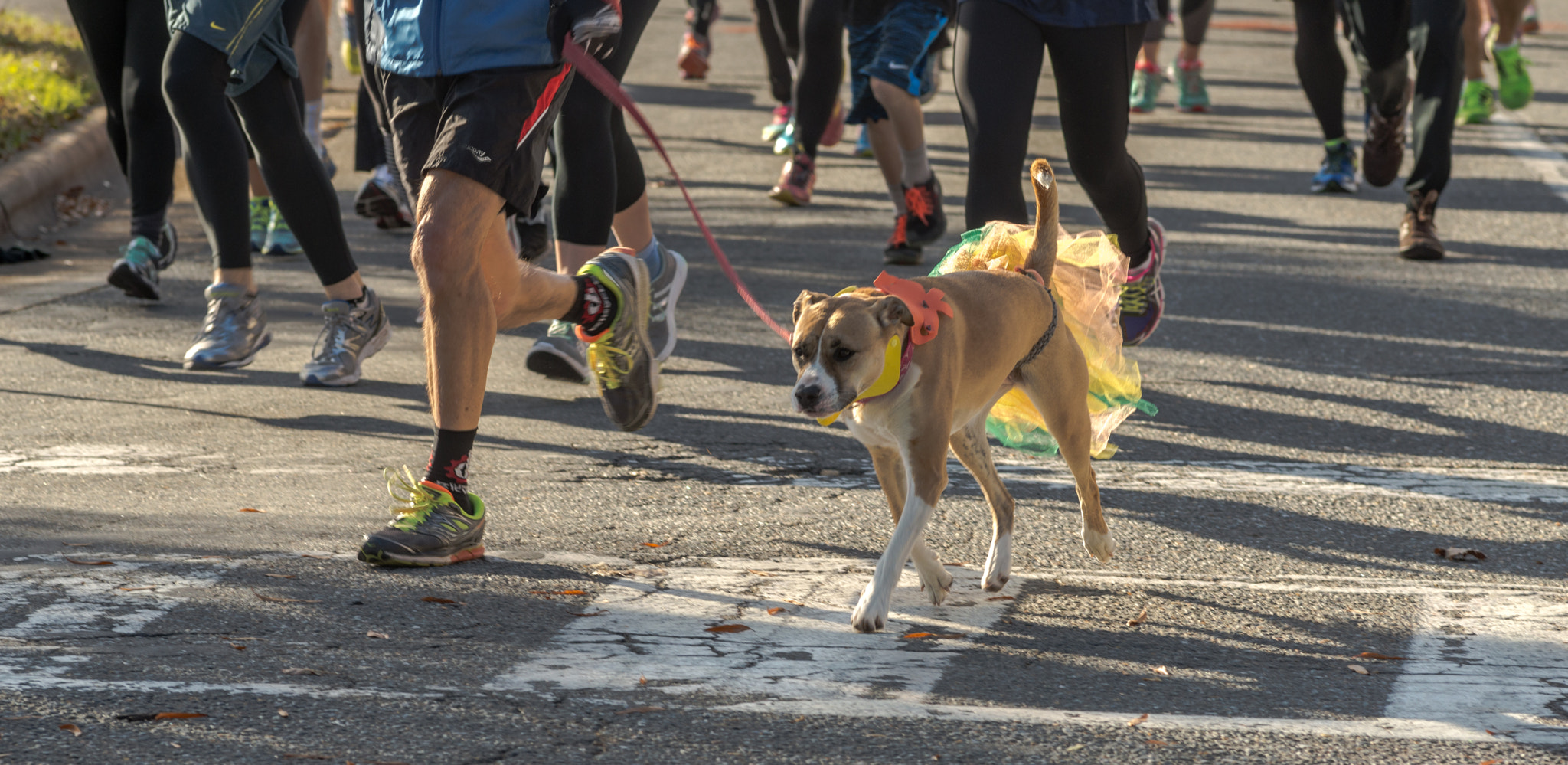 Nikon D610 + AF Nikkor 180mm f/2.8 IF-ED sample photo. Fall 5k's and holiday struts photography
