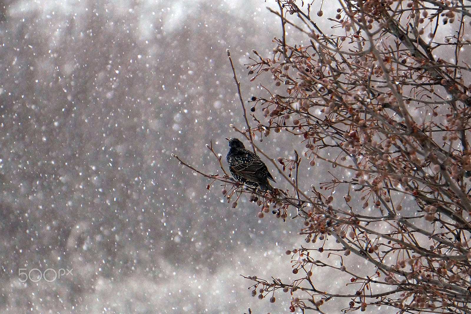 Sony Alpha a3000 + Sony E 55-210mm F4.5-6.3 OSS sample photo. A starling watches the first snowfall of the year photography