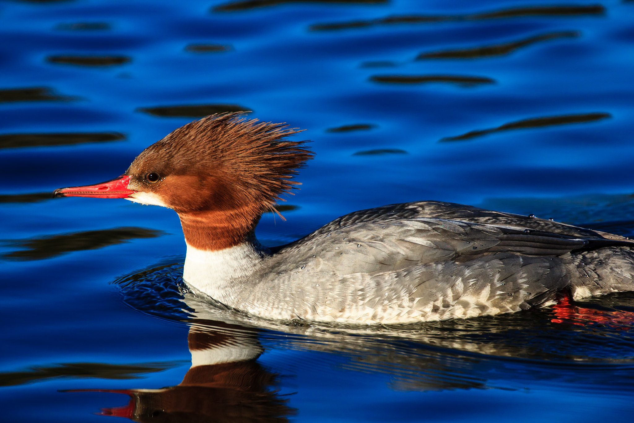Canon EF 70-300mm F4-5.6L IS USM sample photo. Bad hair day photography