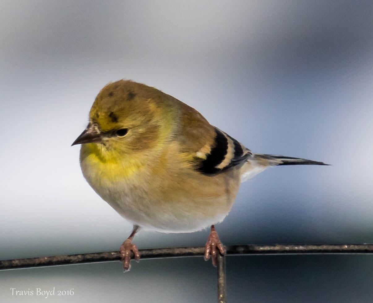 Canon EF 100-400mm F4.5-5.6L IS USM sample photo. Gold finch photography