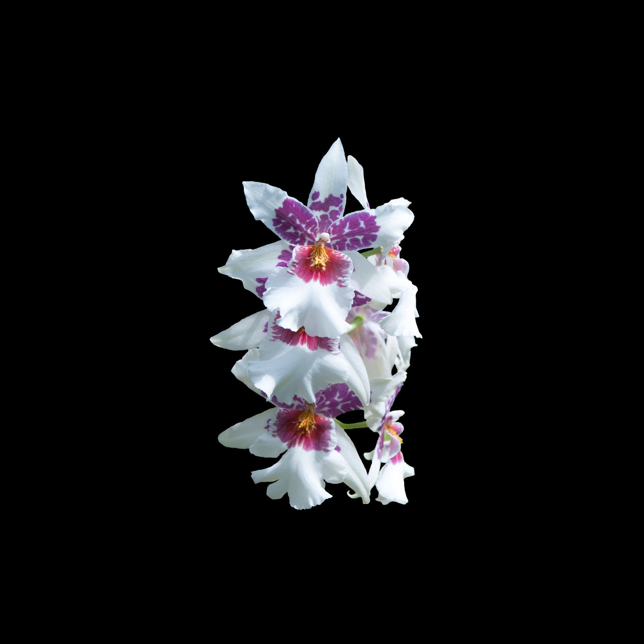 Sigma 17-70mm F2.8-4 DC Macro OS HSM sample photo. Elegant orchid photography
