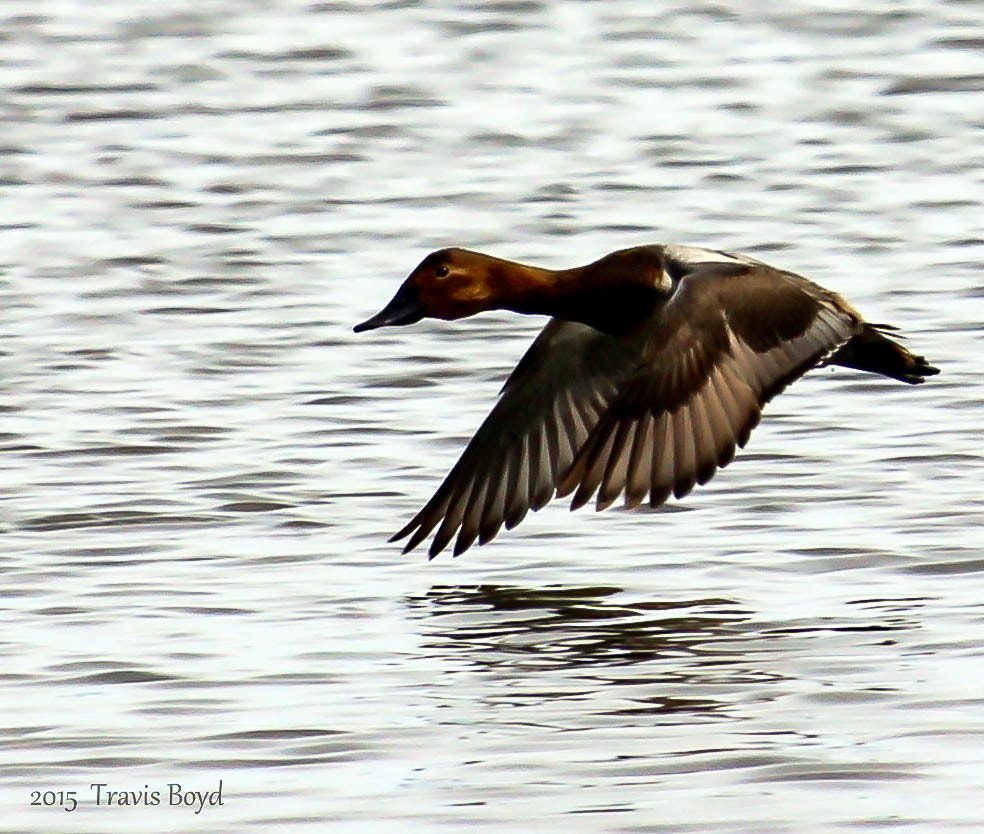 Canon EF 100-400mm F4.5-5.6L IS USM sample photo. Redhead flight photography
