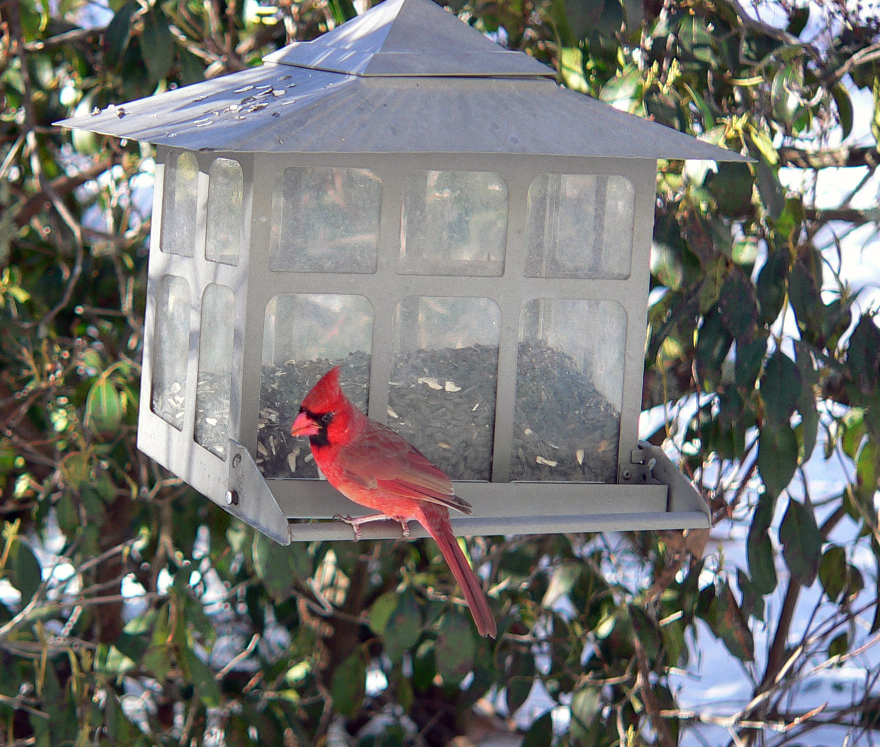 Panasonic DMC-FZ15 sample photo. Cardinal perched on the feeder photography