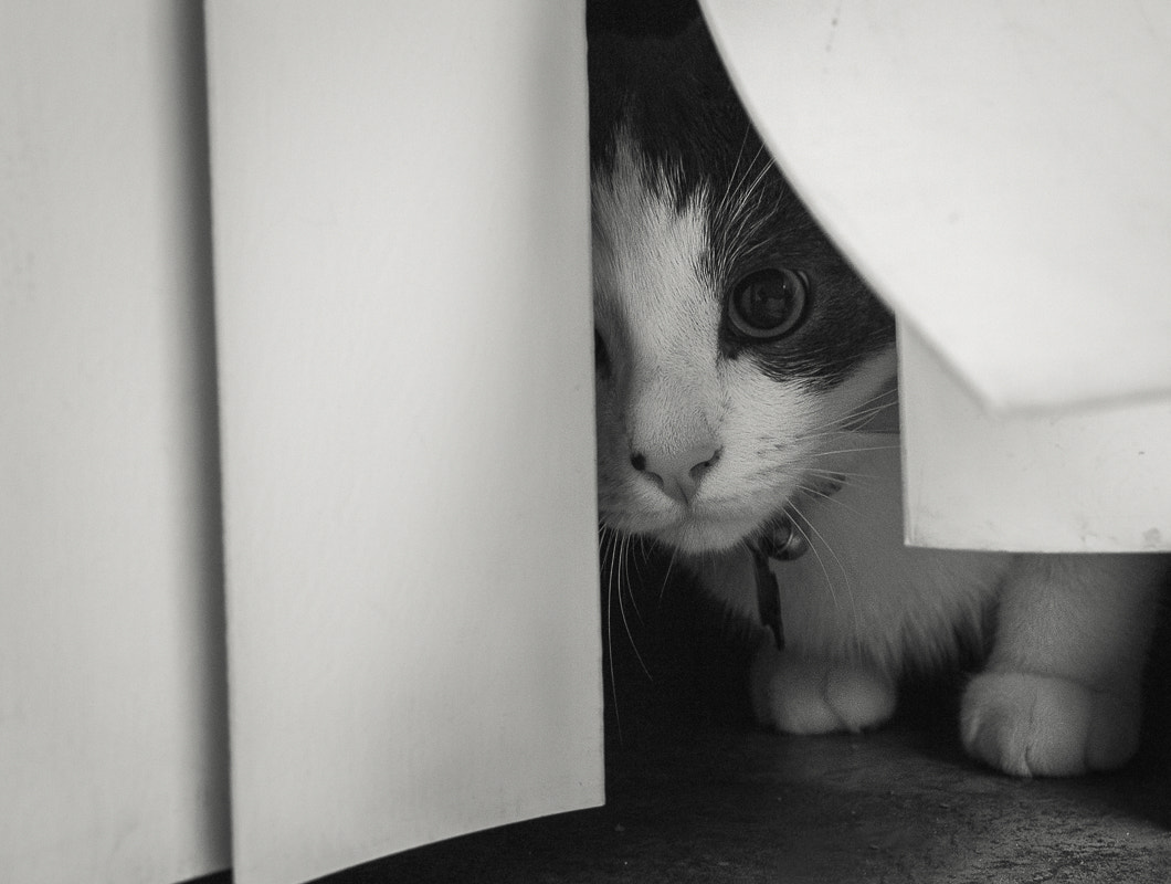 Olympus PEN E-P3 + LUMIX G 25/F1.7 sample photo. Hide and seek kitten style 336/365 photography