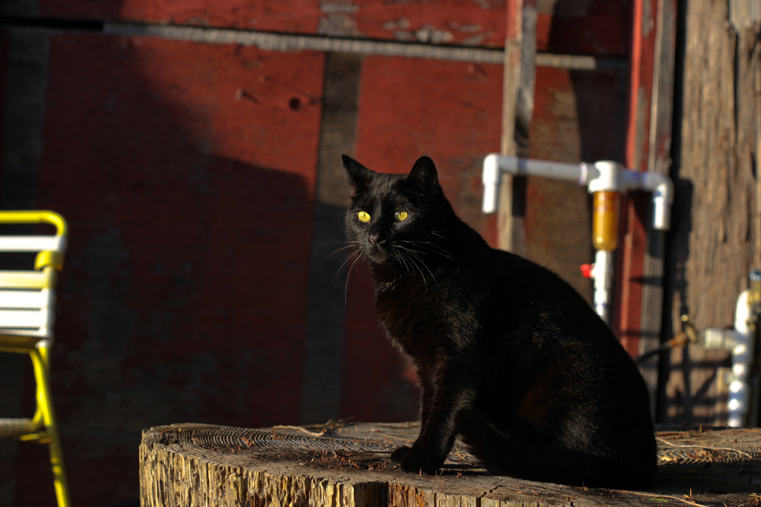 Canon EOS 7D + Canon EF 100mm F2.8 Macro USM sample photo. The watcher photography