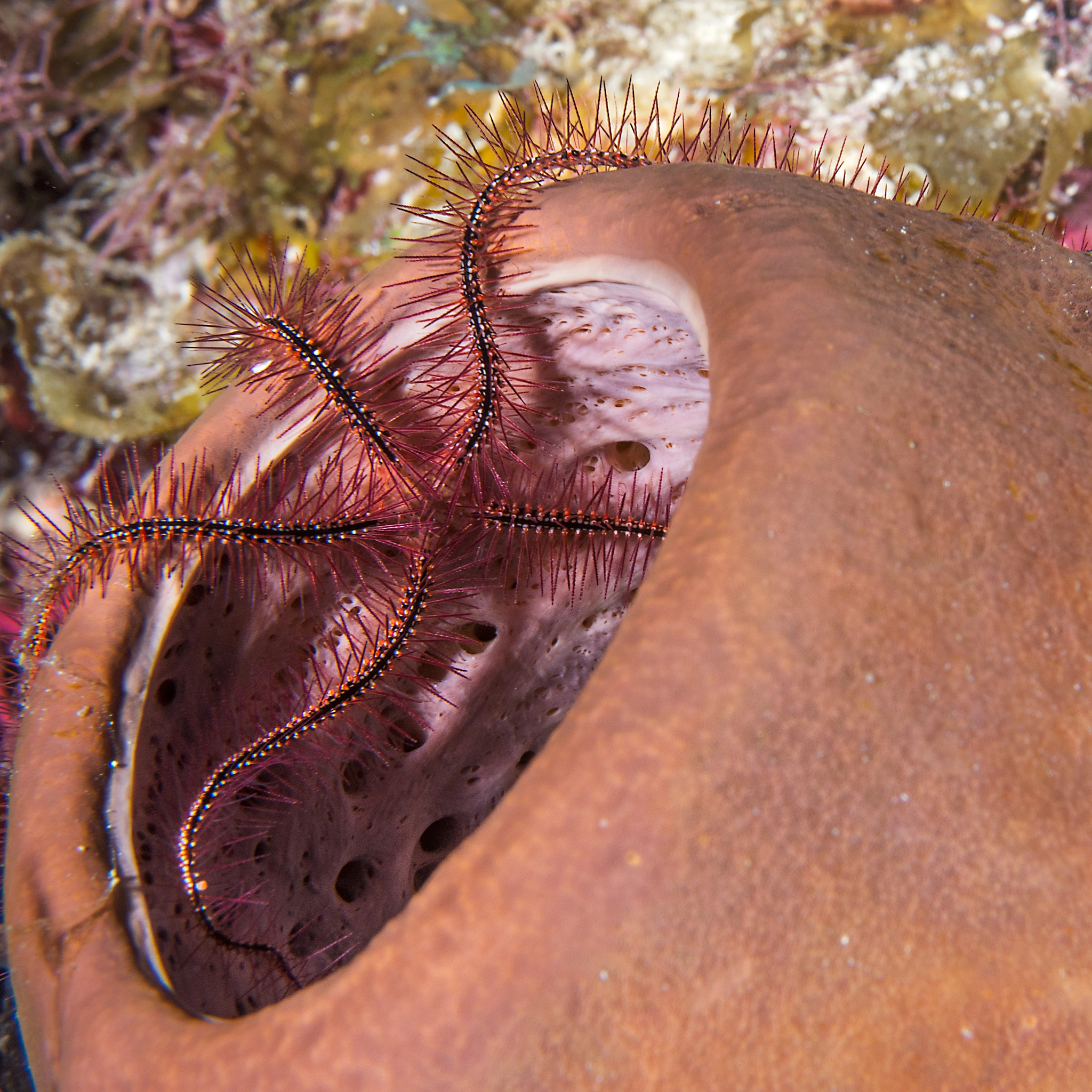 Nikon AF-S Micro-Nikkor 60mm F2.8G ED sample photo. Brittle star on tube sponge photography