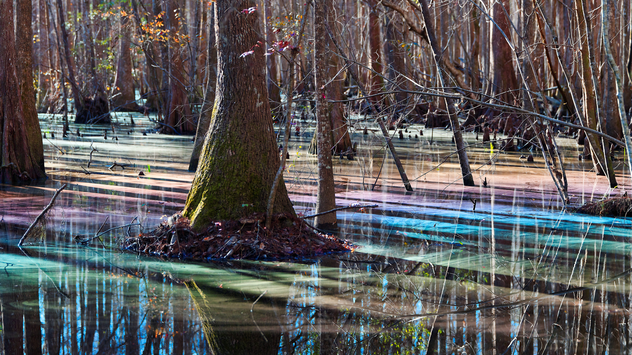 Tamron SP 70-200mm F2.8 Di VC USD sample photo. Rainbow swamp photography
