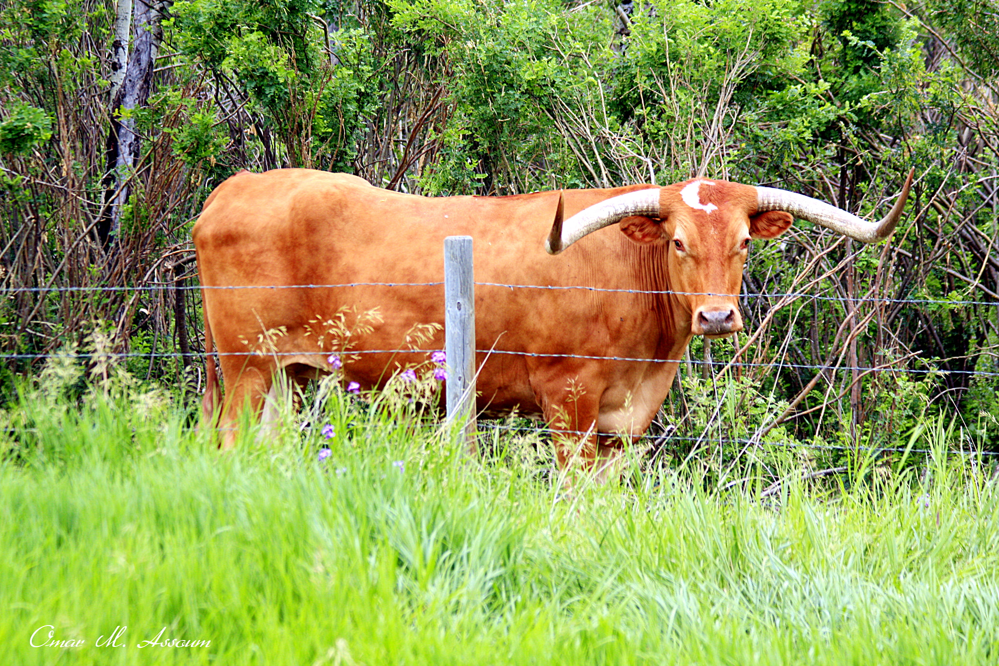 Canon EF 75-300mm F4.0-5.6 IS USM sample photo. Texas longhorn photography