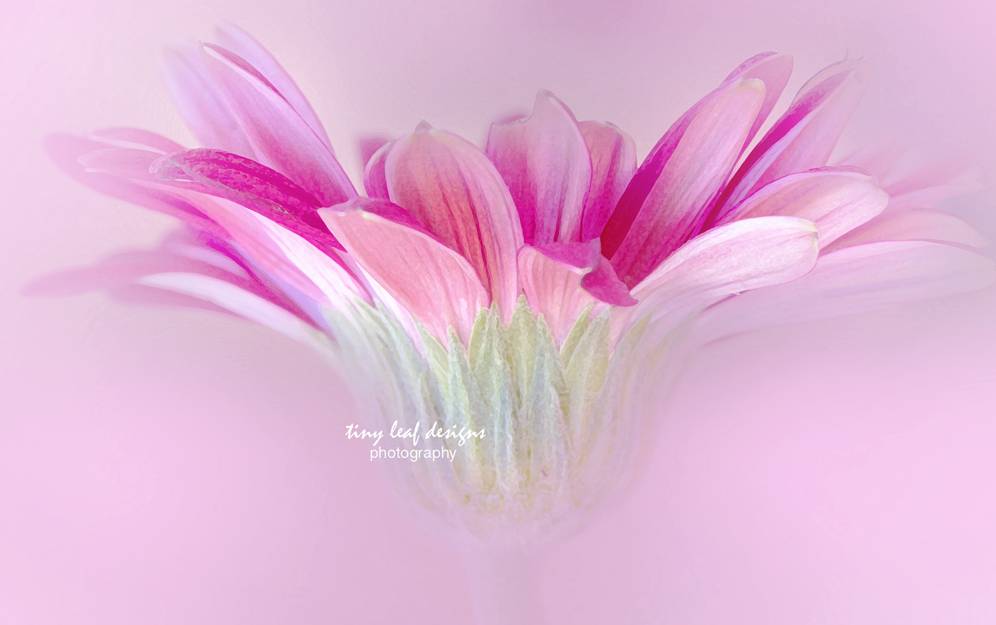 Canon EOS 60D + Canon EF 100mm F2.8 Macro USM sample photo. In the pink photography