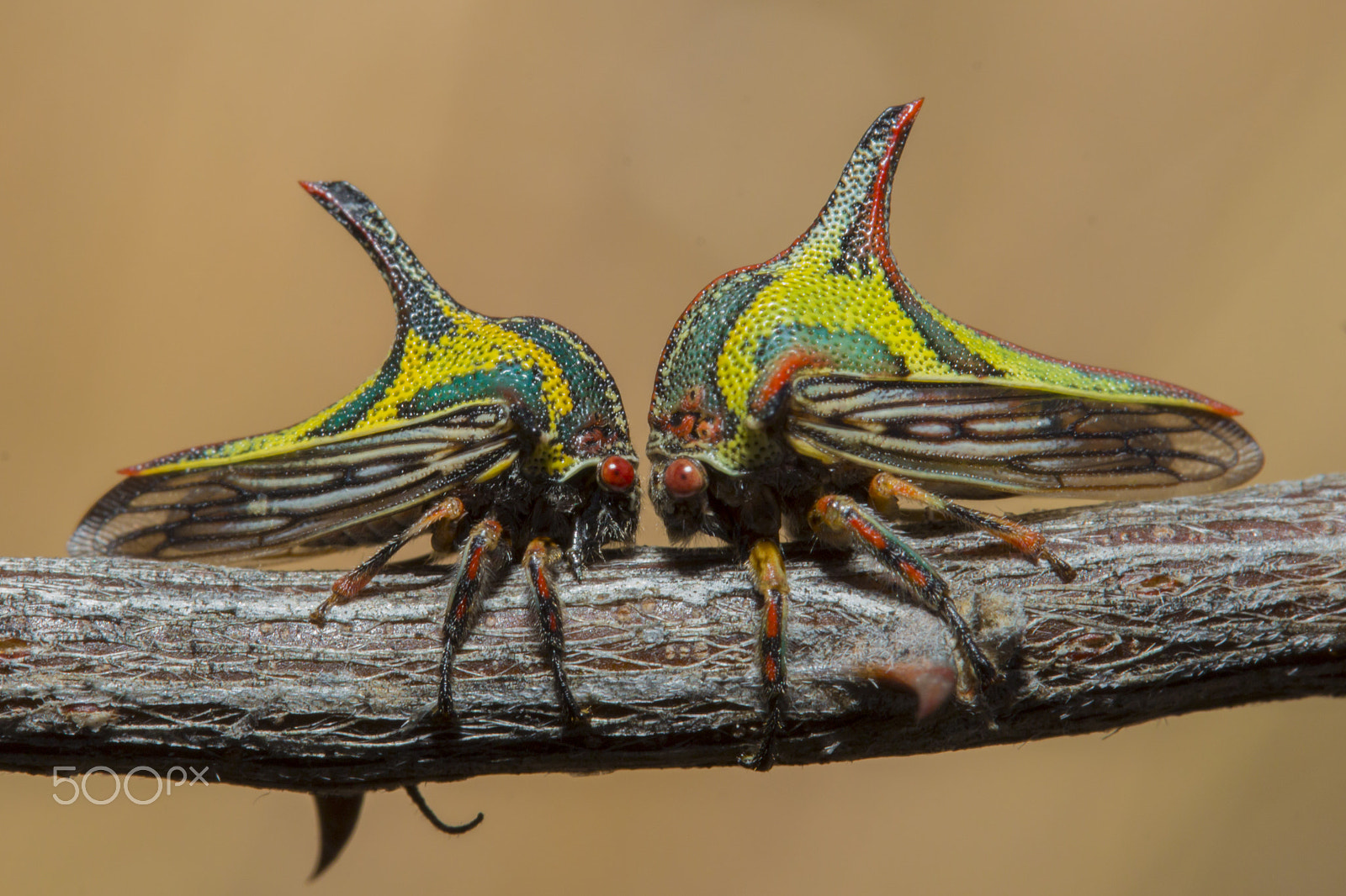 Canon EF-S 60mm F2.8 Macro USM sample photo. Insectos espina.jpg photography