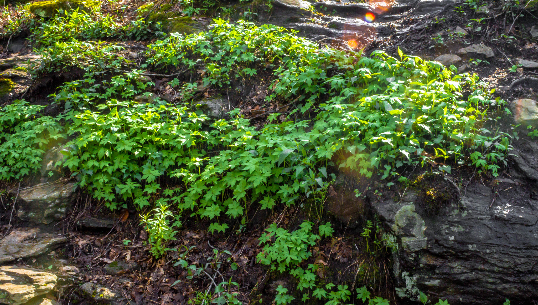 Canon EF 28-90mm f/4-5.6 sample photo. Untitled photography