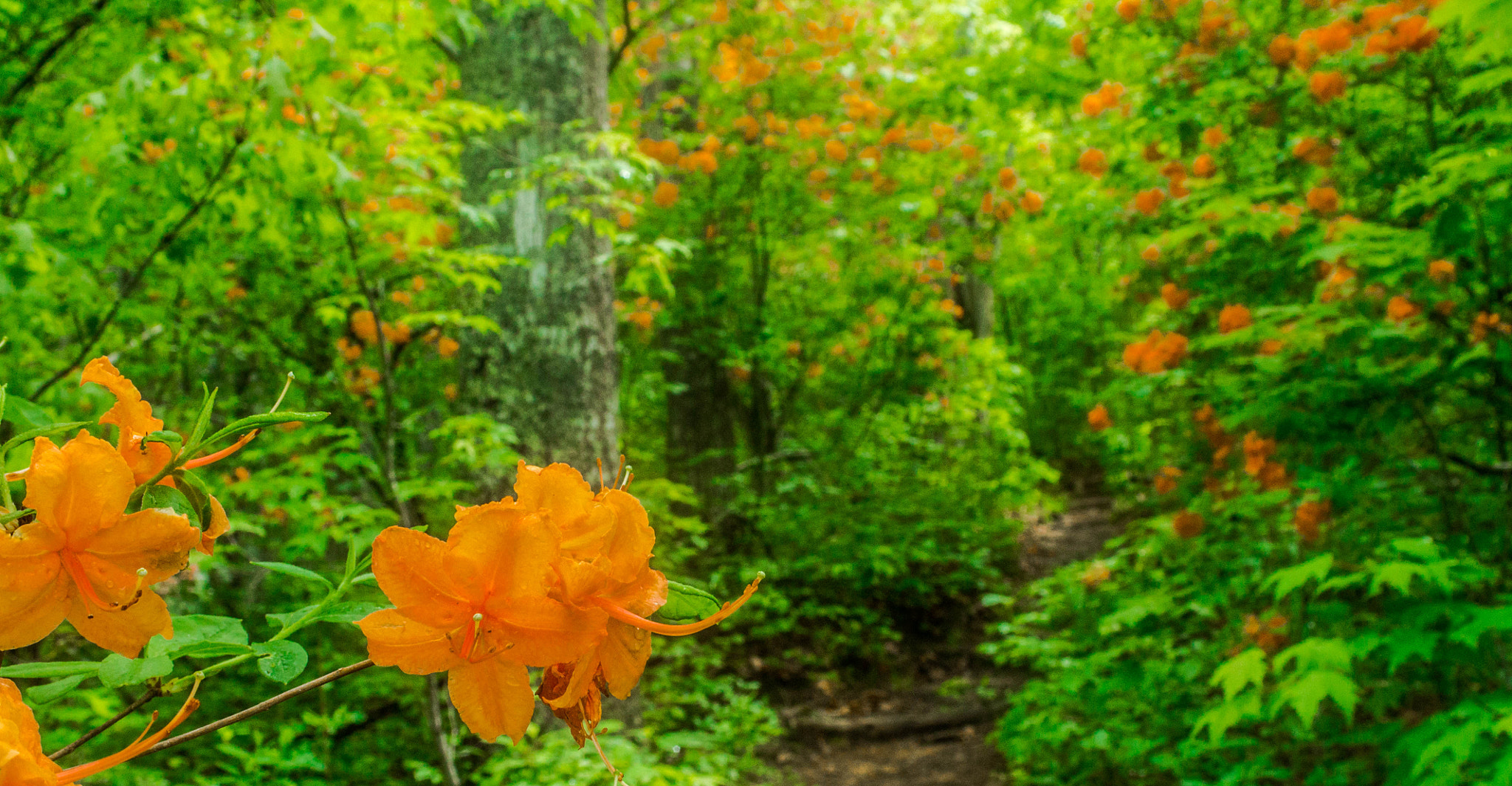 Canon EF 28-90mm f/4-5.6 sample photo. Orange azalea blaze photography
