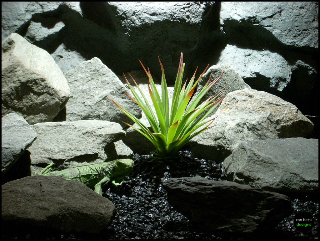 Nikon COOLPIX L11 sample photo. Reptile snake habitat plants yucca succulent psrpfrom ron beck designs photography