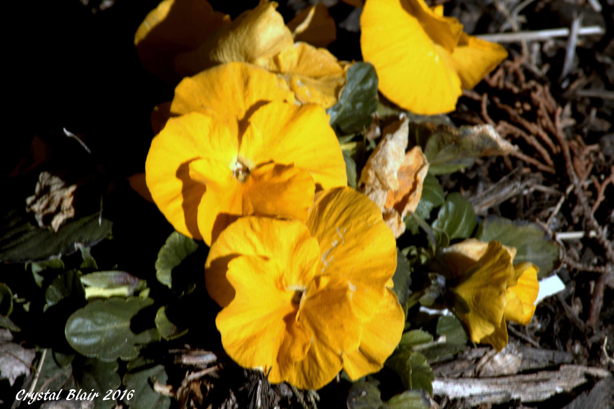 Canon EOS 1200D (EOS Rebel T5 / EOS Kiss X70 / EOS Hi) sample photo. Cr photography