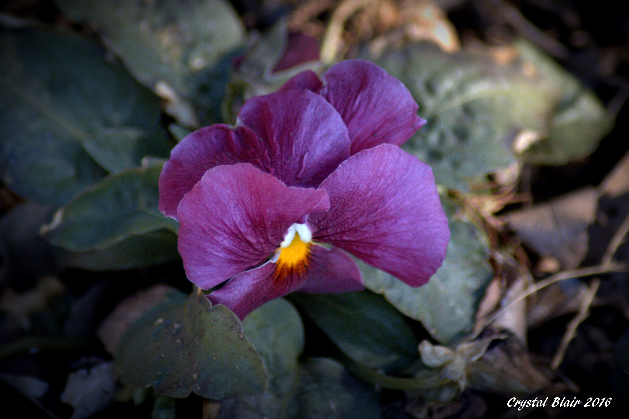 Canon EOS 1200D (EOS Rebel T5 / EOS Kiss X70 / EOS Hi) sample photo. Cr photography