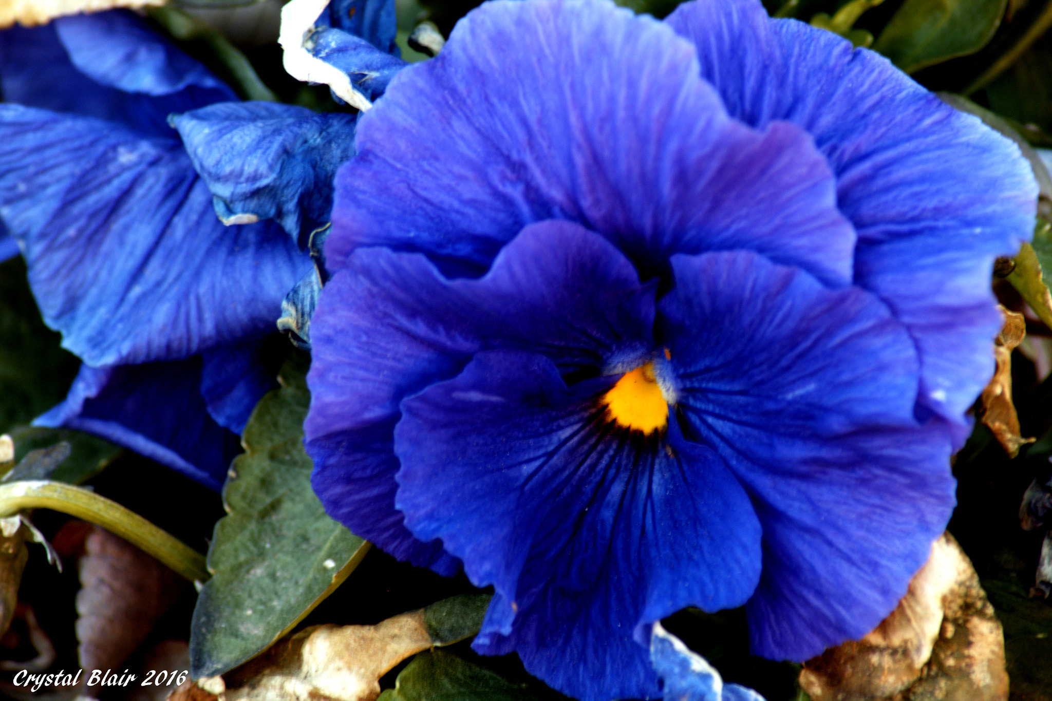 Canon EOS 1200D (EOS Rebel T5 / EOS Kiss X70 / EOS Hi) sample photo. Blue flower photography