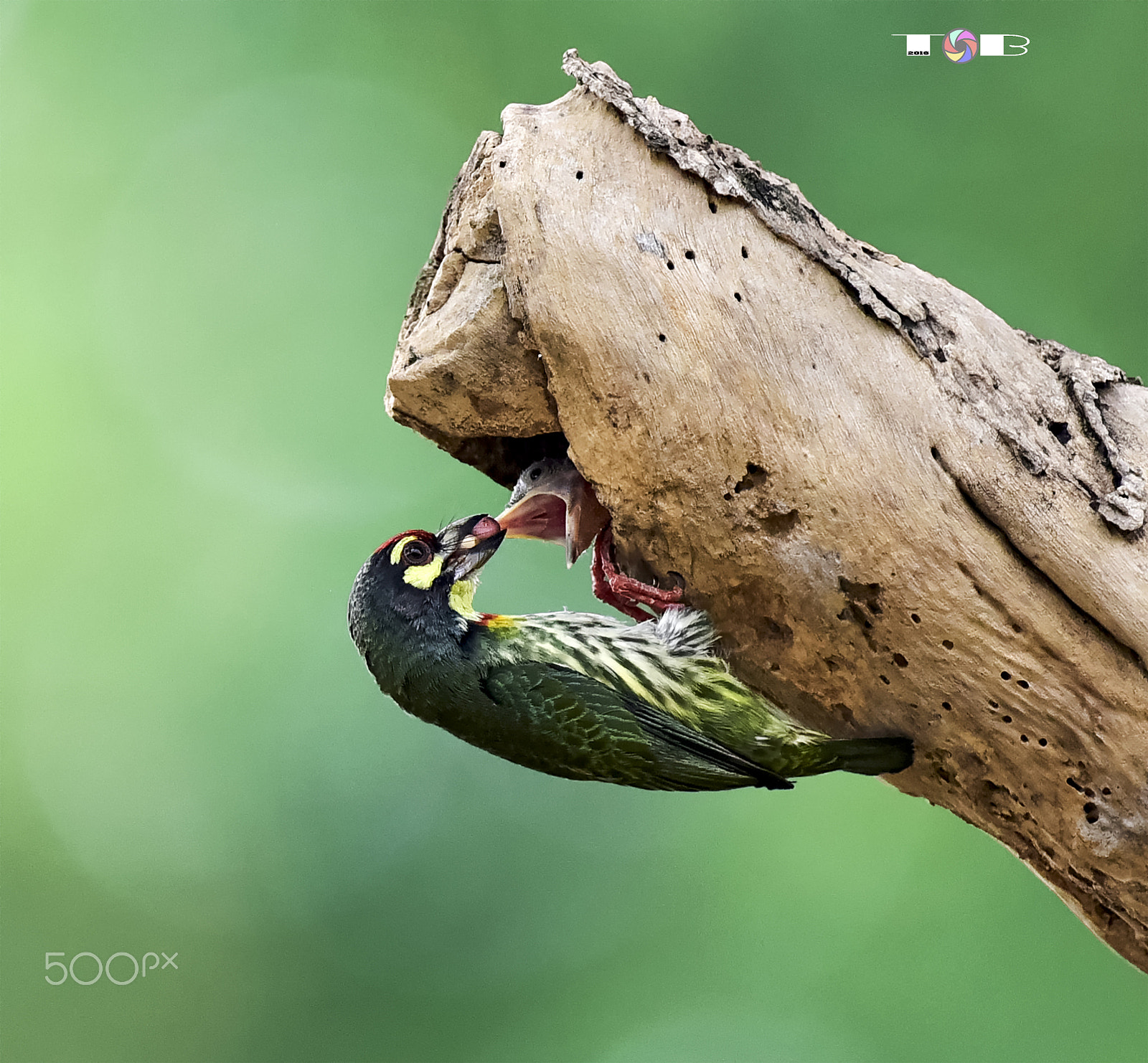 Nikon AF-S Nikkor 600mm F4D ED-IF II sample photo. Lovely photography