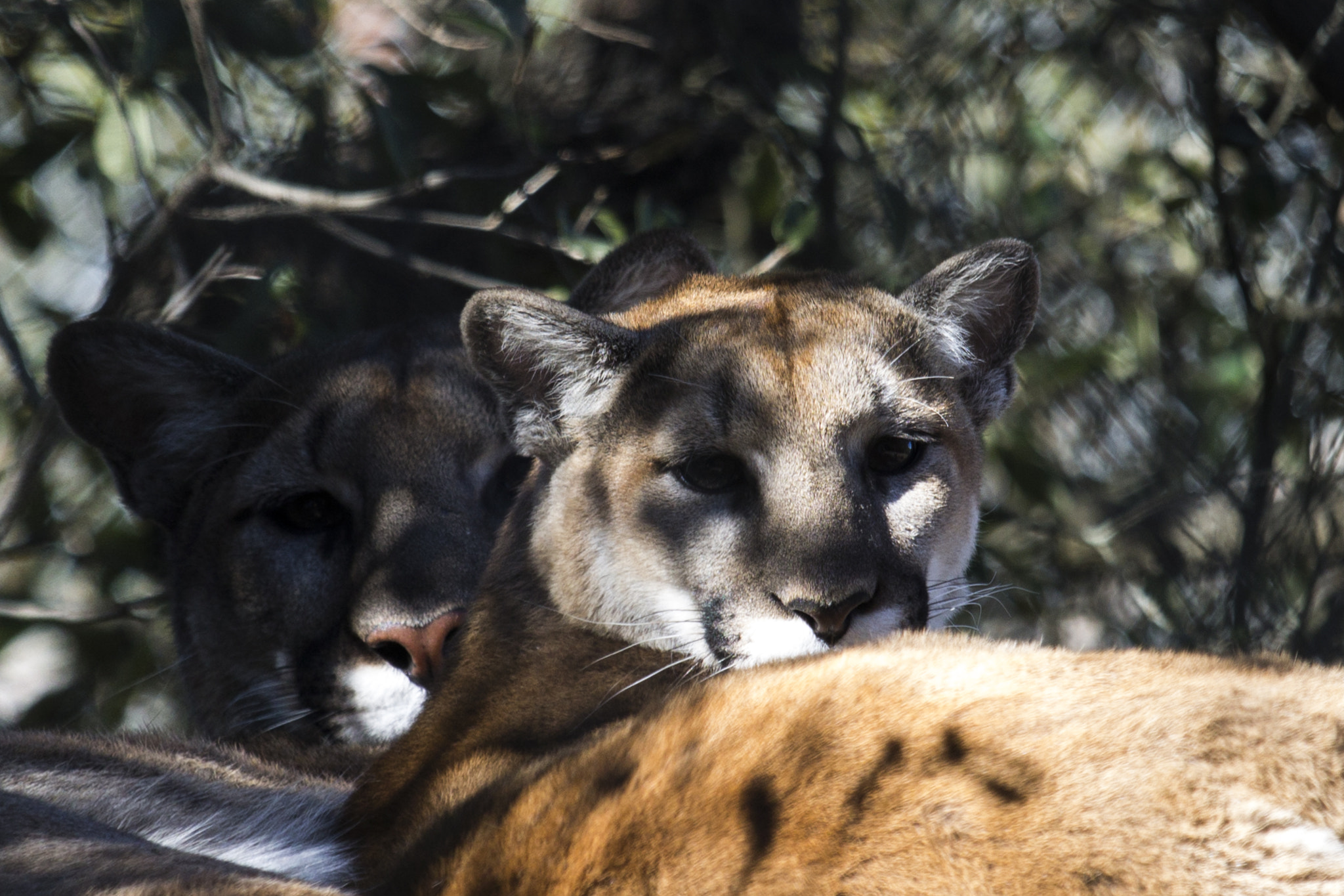 Canon EF-S 55-250mm F4-5.6 IS STM sample photo. Cuddles photography