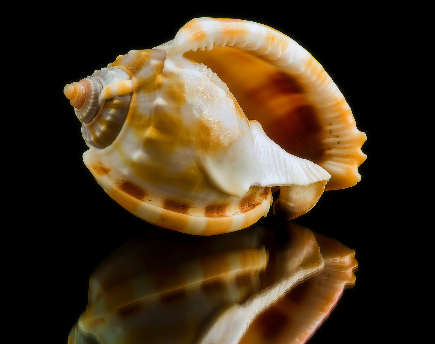 Sony Alpha DSLR-A850 sample photo. Sea shell with a reflection on a black background. photography