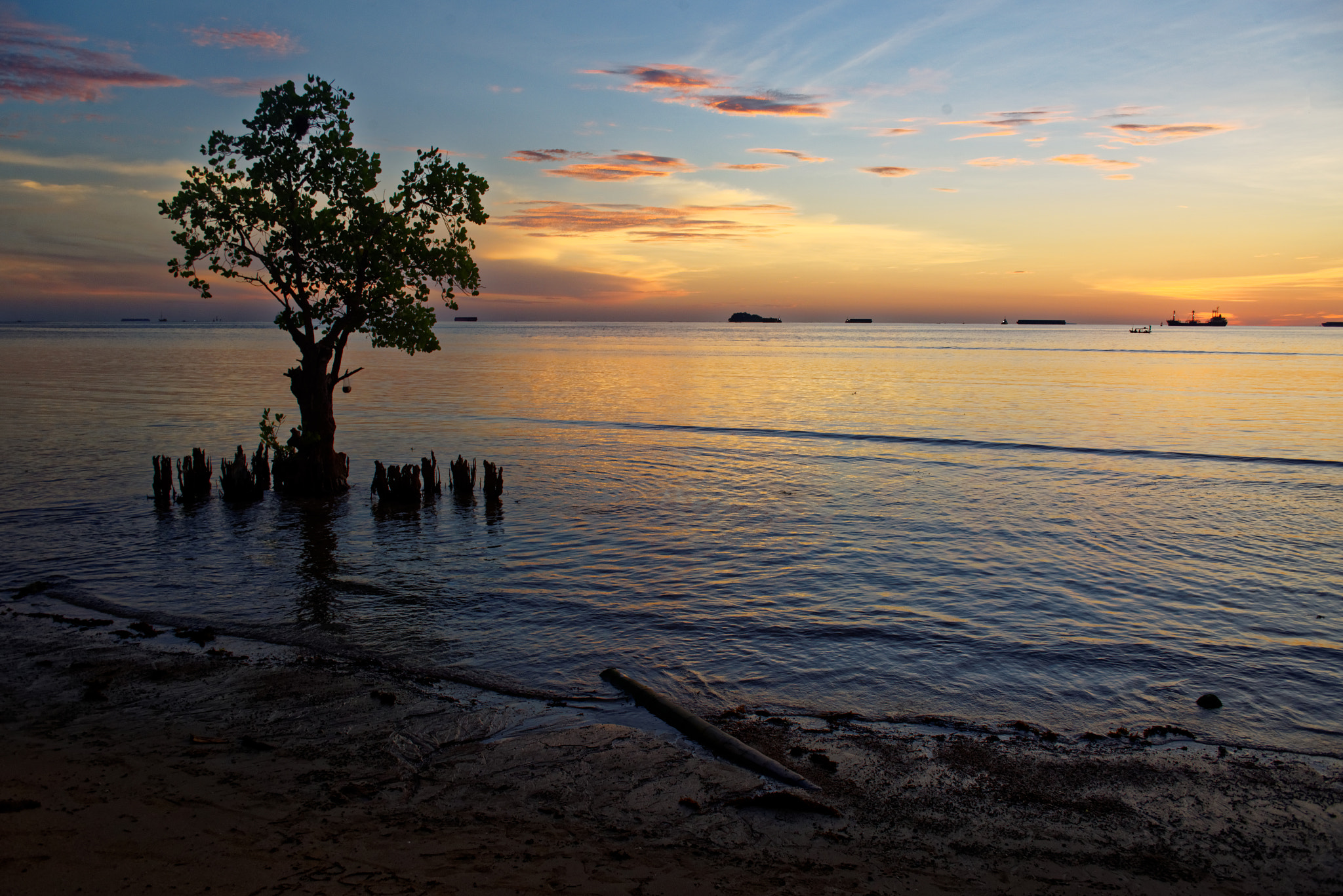 Nikon D600 sample photo. That famous mangrove tree photography