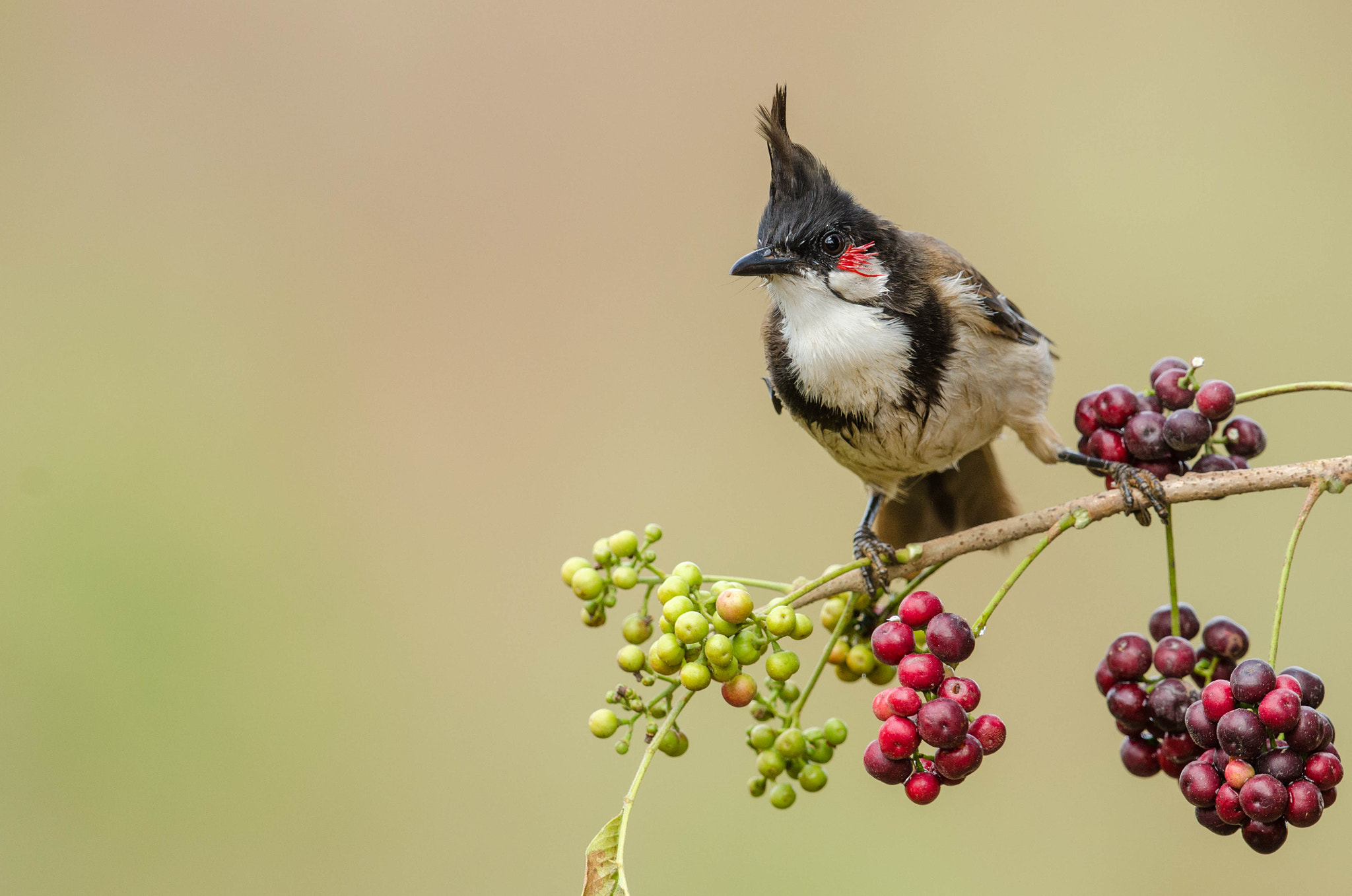 Nikon D7000 + Nikon AF-S Nikkor 500mm F4G ED VR sample photo. Red whiskered bulbul photography