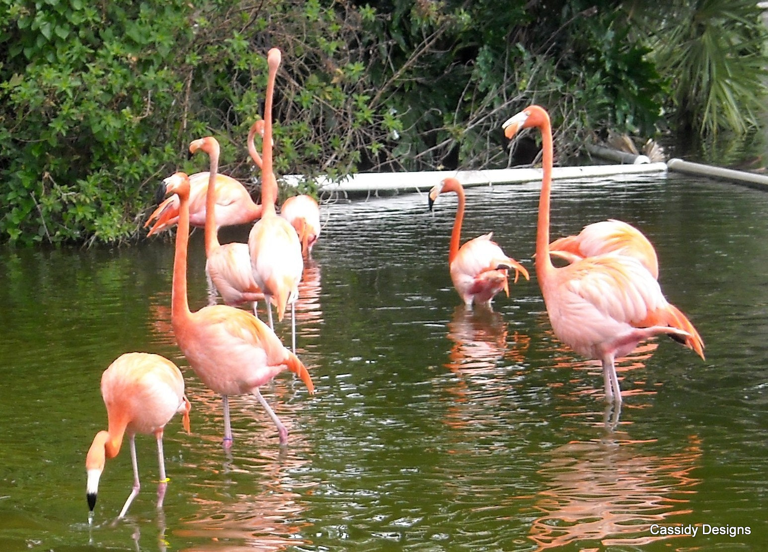 Nikon Coolpix L16 sample photo. Flamingos photography