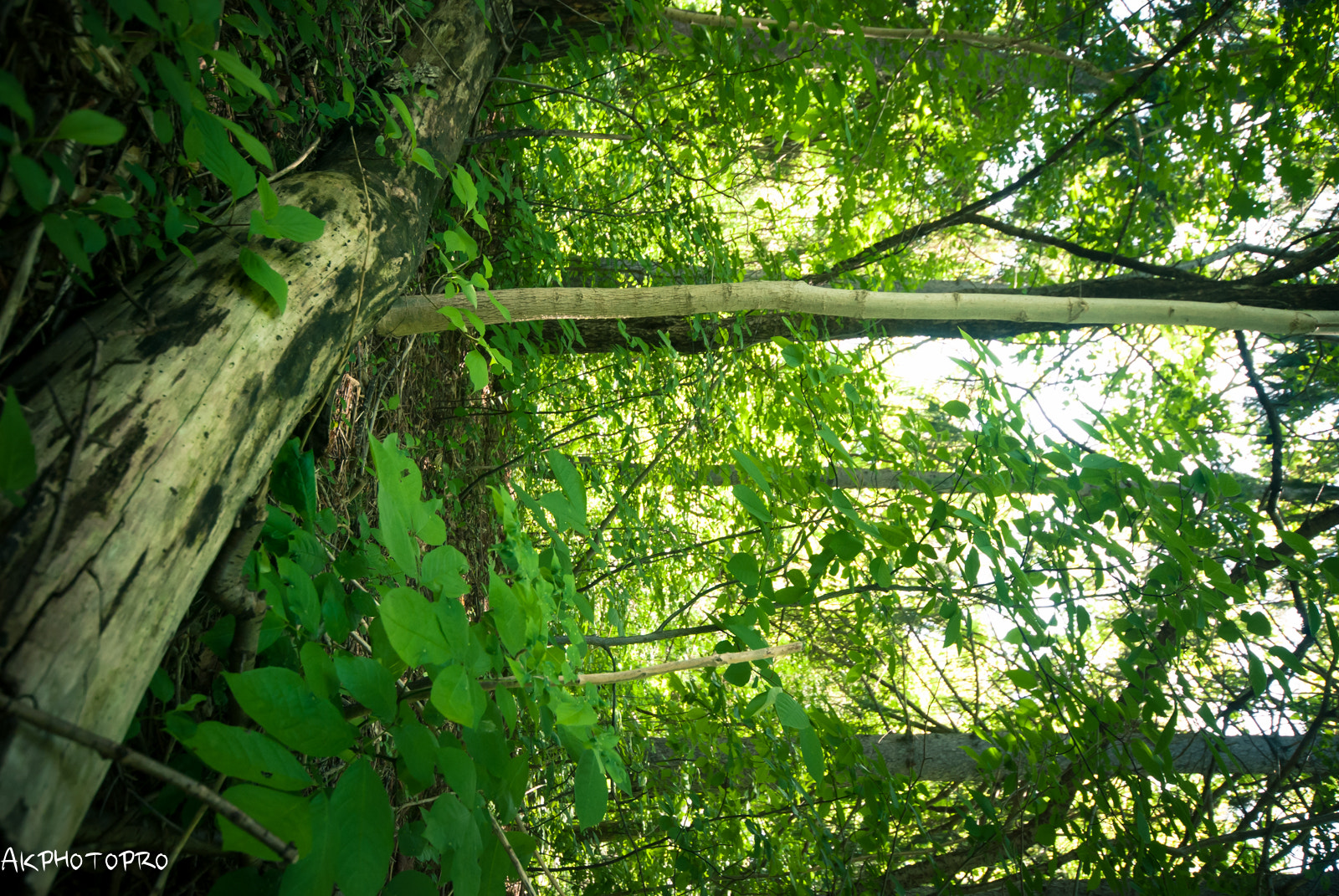 Sigma 10-20mm F4-5.6 EX DC HSM sample photo. Nature photography