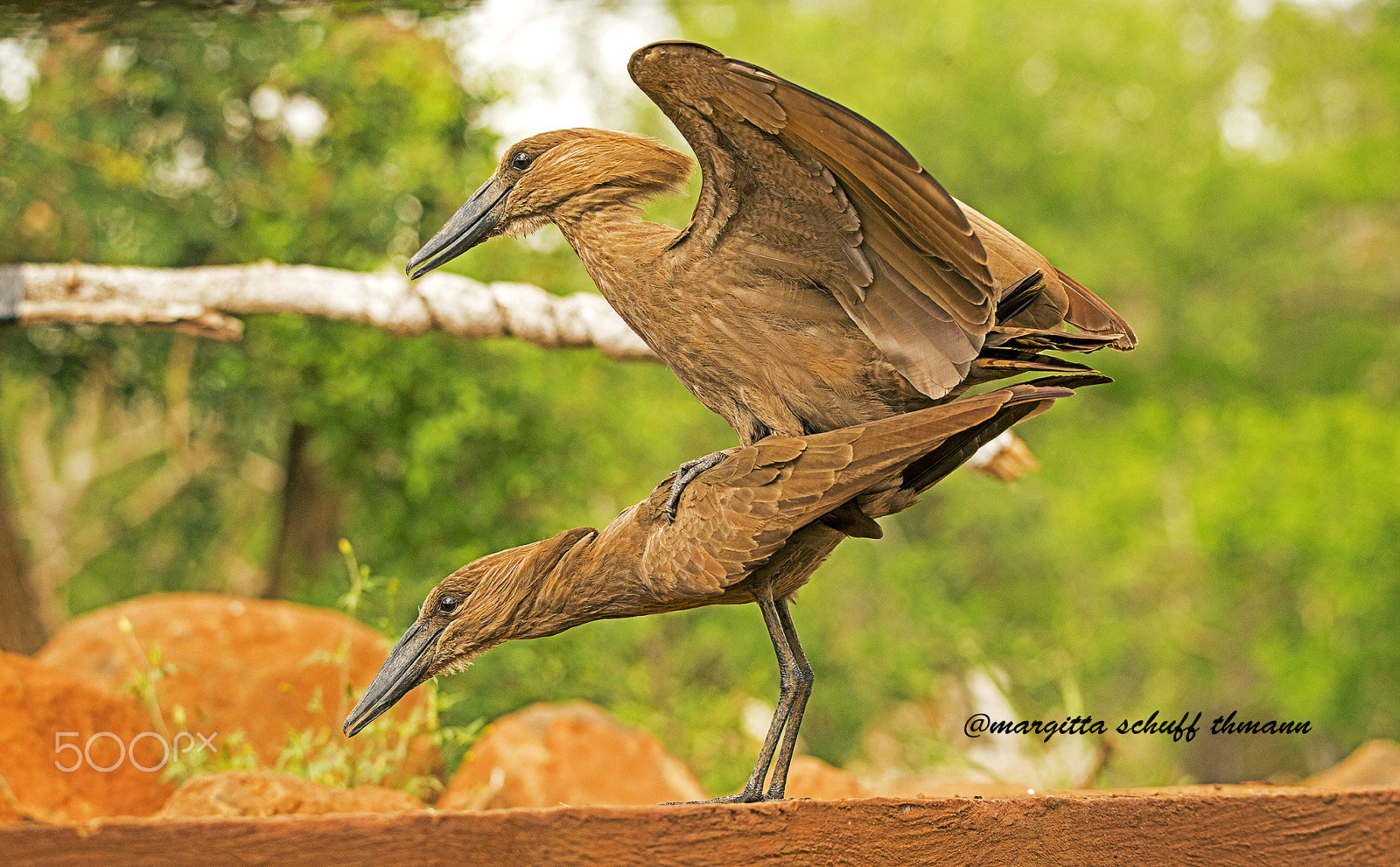 Tamron SP 150-600mm F5-6.3 Di VC USD sample photo. Hamercop .. photography
