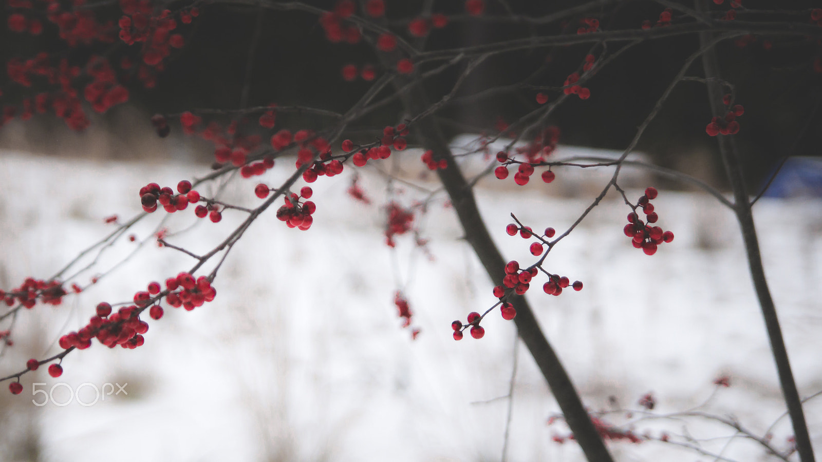 Sony SLT-A65 (SLT-A65V) + Tamron SP 24-70mm F2.8 Di VC USD sample photo. Winter photography