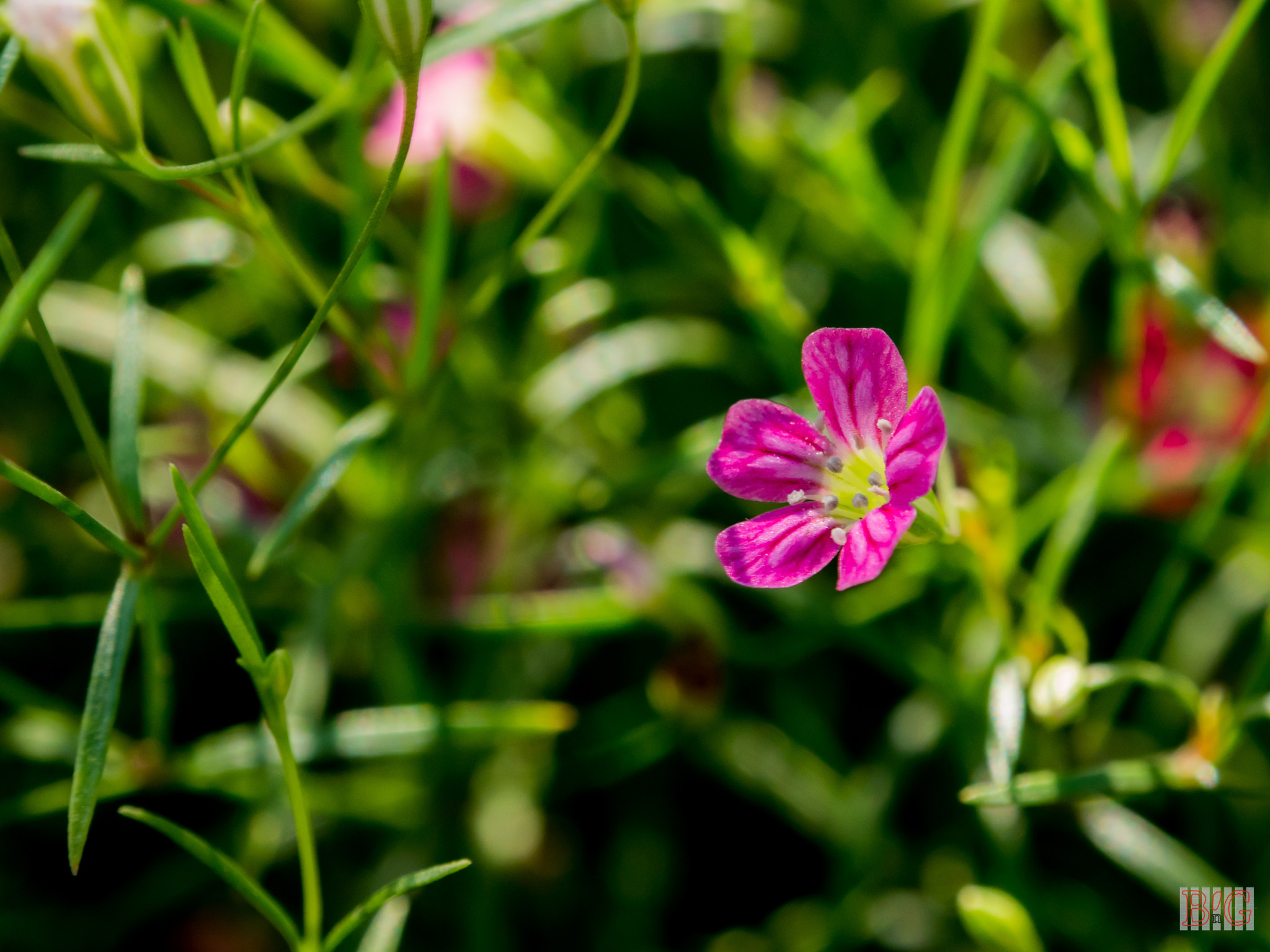 Panasonic Lumix DMC-GX8 + OLYMPUS M.12-50mm F3.5-6.3 sample photo. Gypsophylla photography