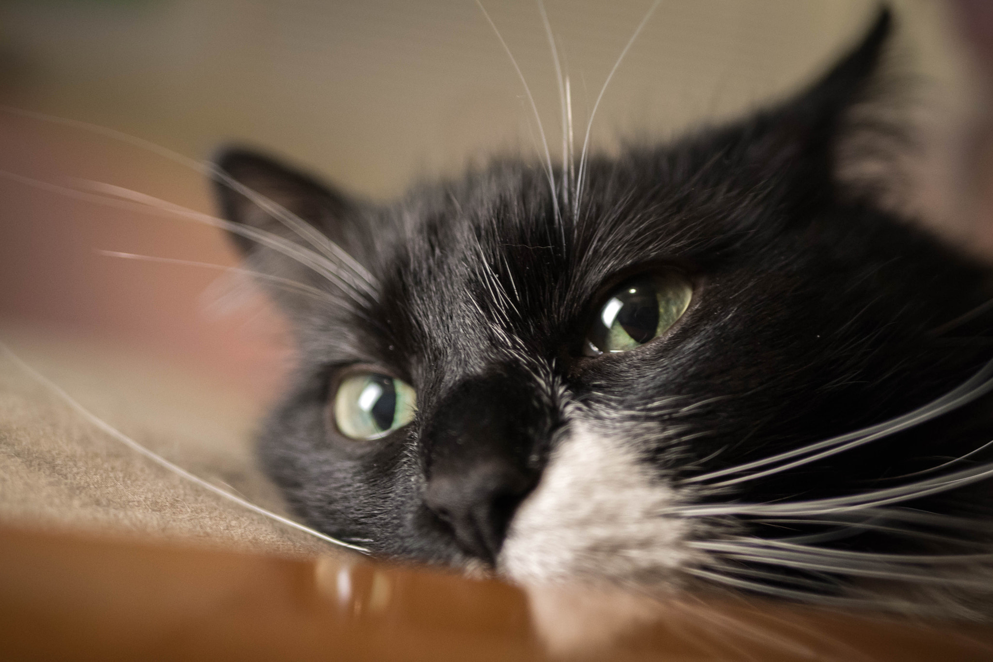 Panasonic Lumix DMC-G7 + LUMIX G 25/F1.7 sample photo. 1-27-2016 - eyes photography