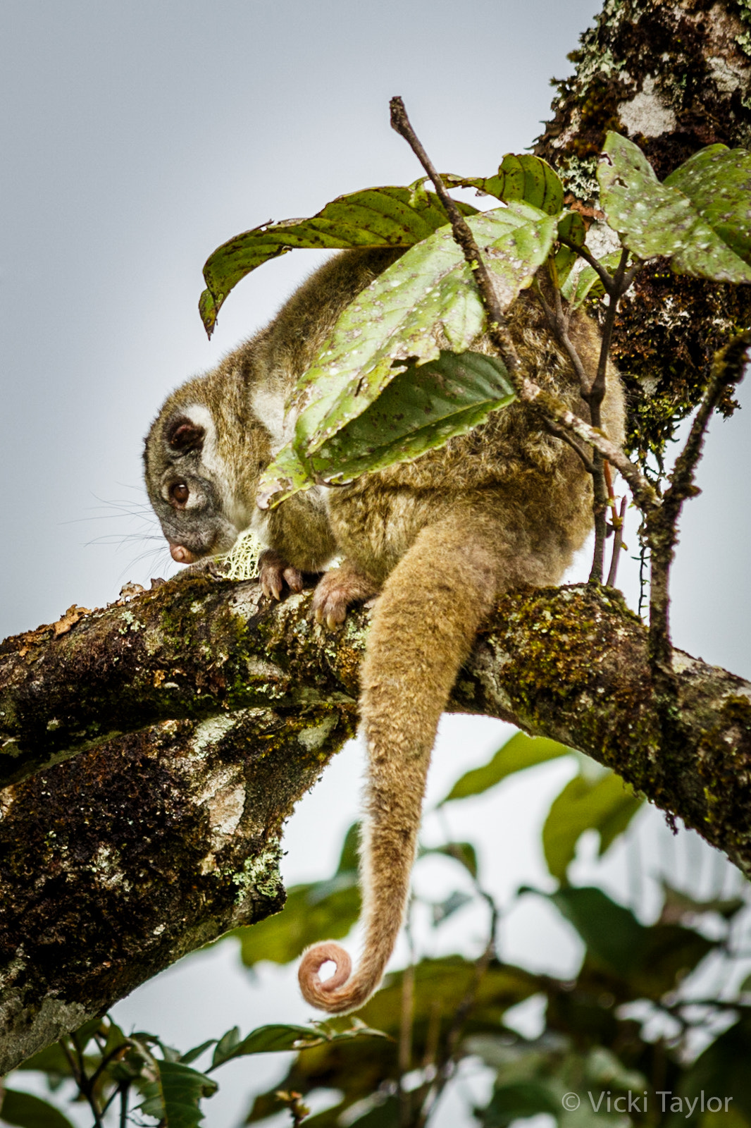 Canon EF 70-300mm F4-5.6 IS USM sample photo. Green ringtail possum photography