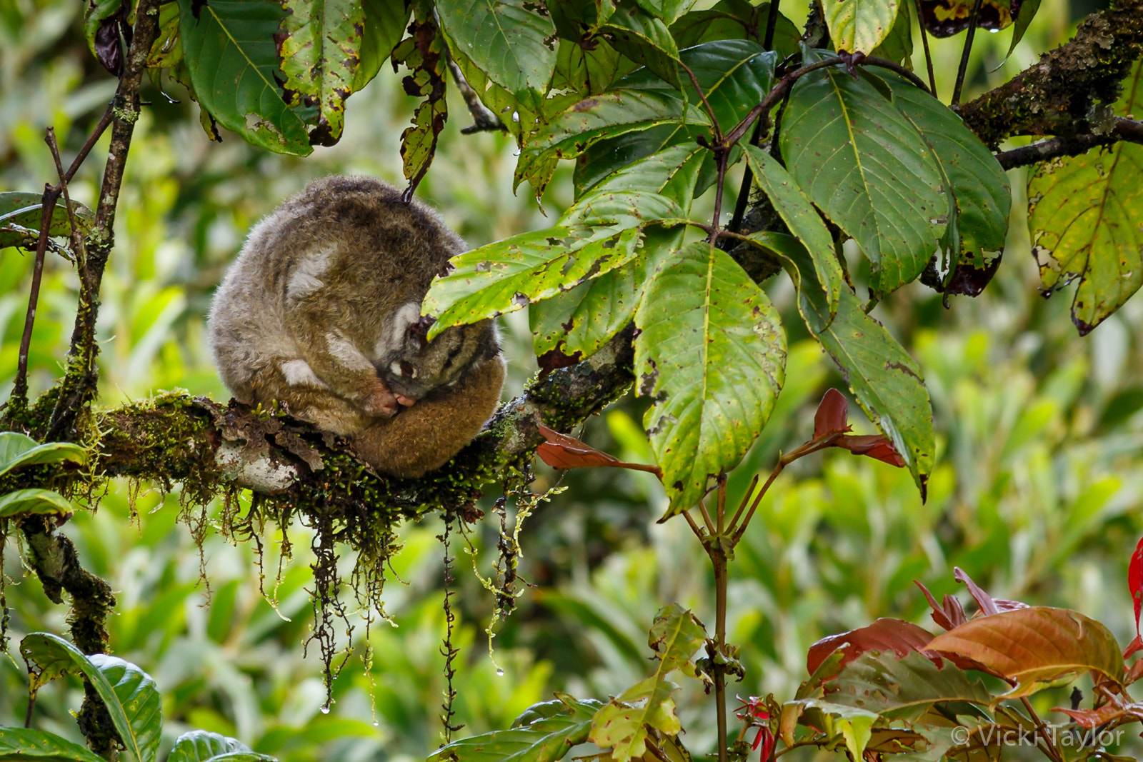 Canon EF 70-300mm F4-5.6 IS USM sample photo. Green ringtail possum photography