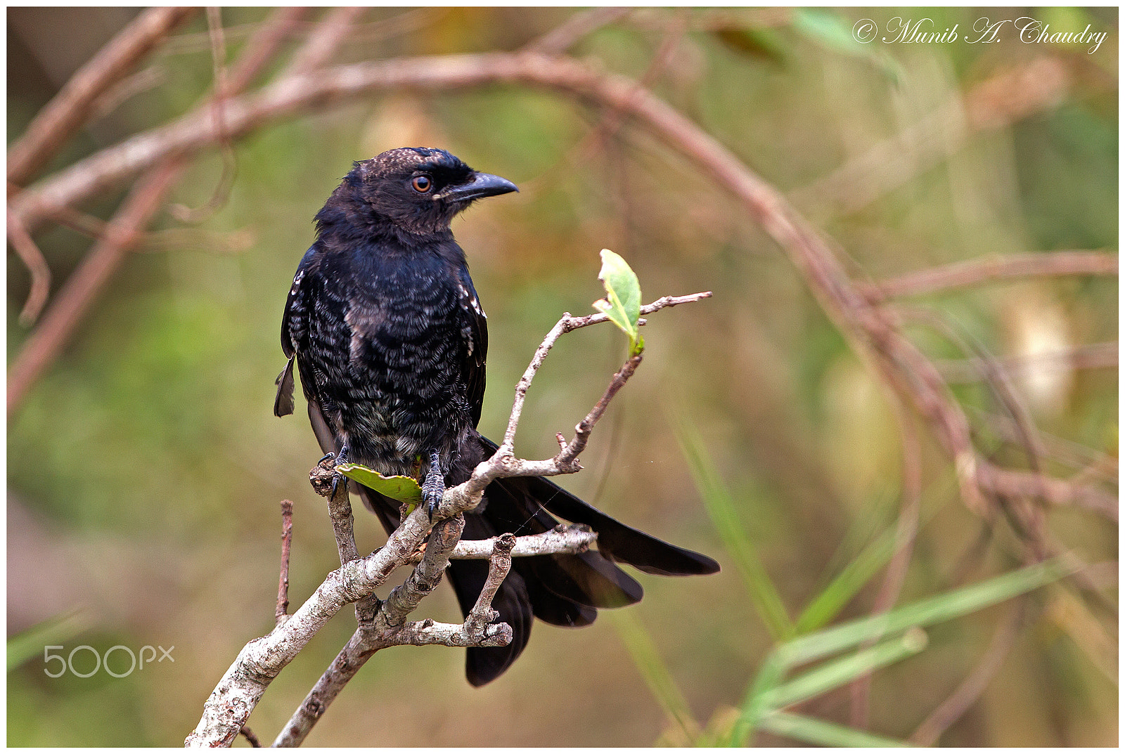 Canon EF 400mm F2.8L IS USM sample photo. The red-eyed drongo photography