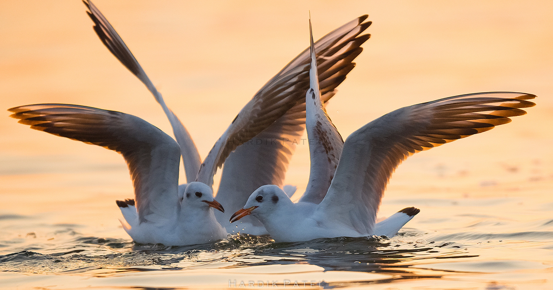 Nikon D4S sample photo. Early morning meet... photography